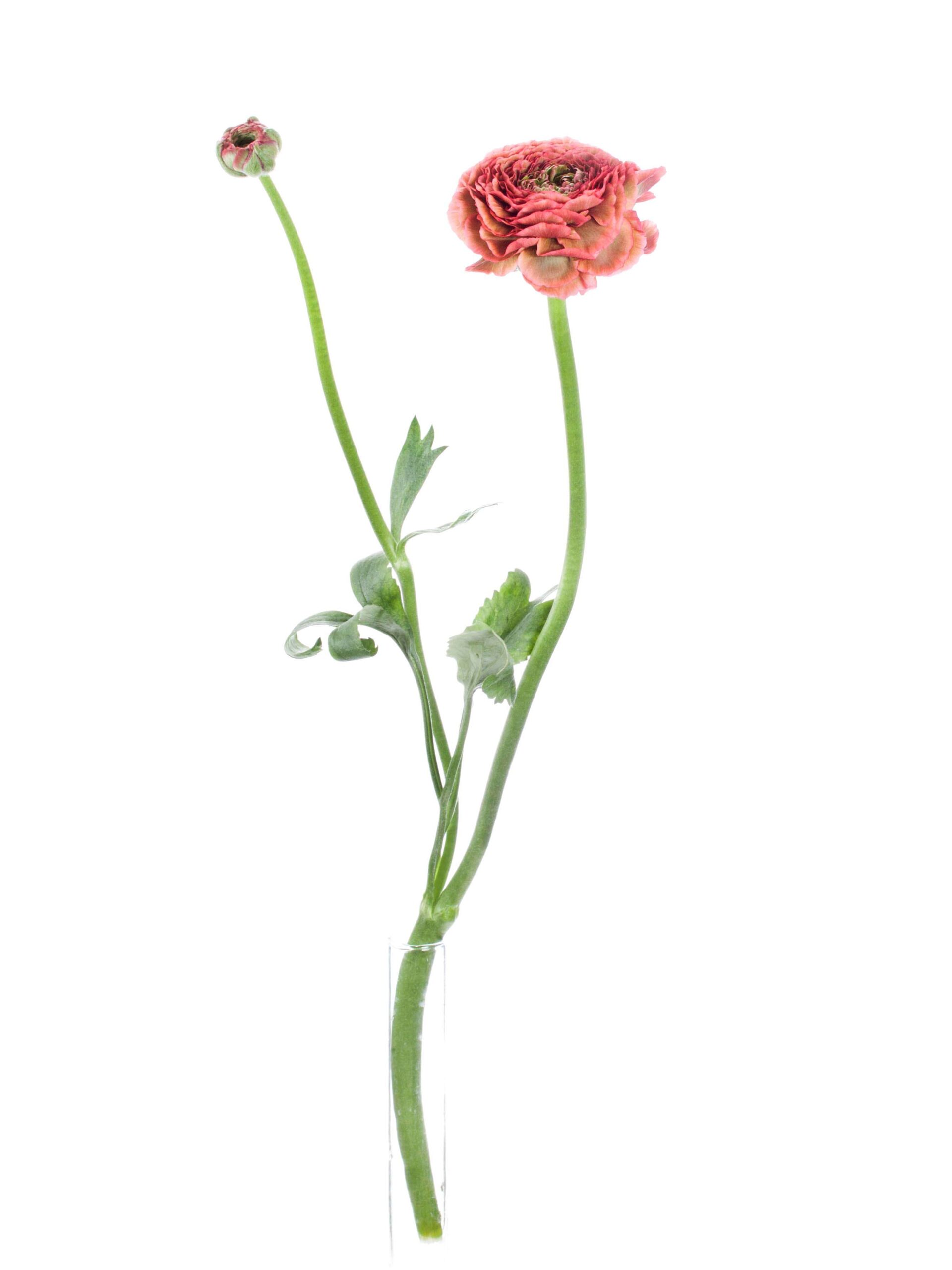 Ranunkeln PonPon Minerva rot