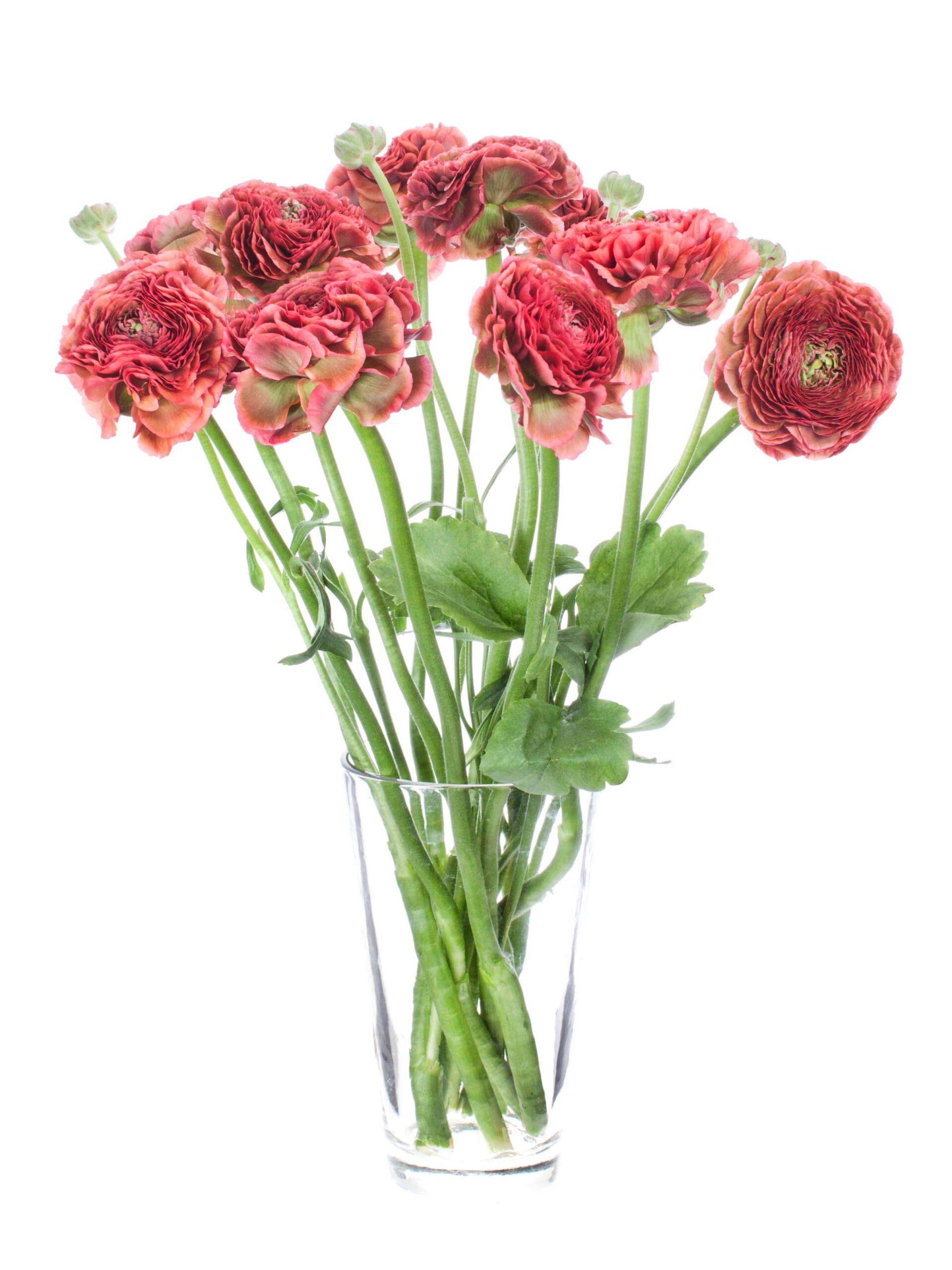 Ranunkeln PonPon Minerva rot