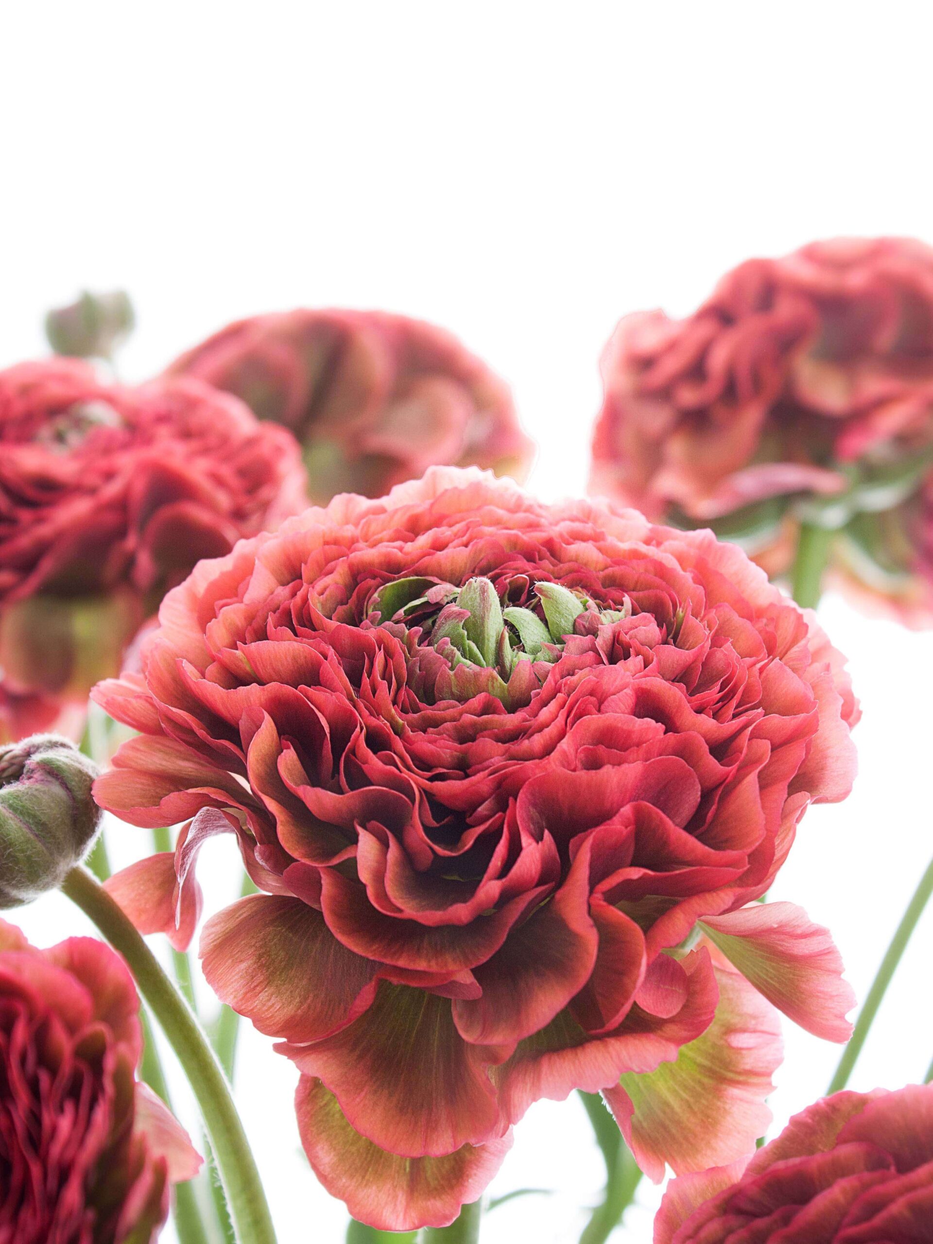 Ranunkeln XL "Ponpon Minerva" rot-grün