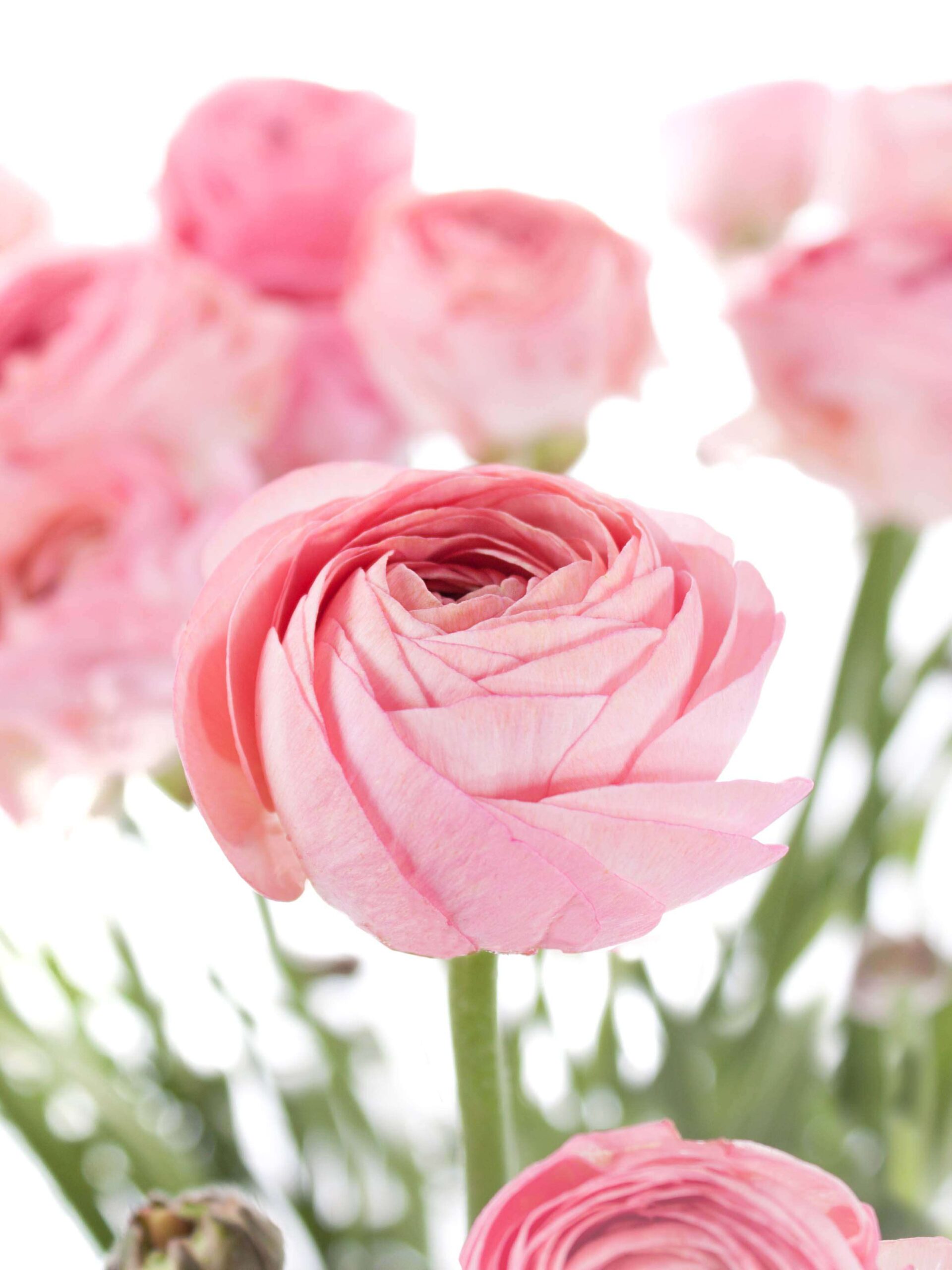 Ranunkeln XL Cloni Grand pastel rosa