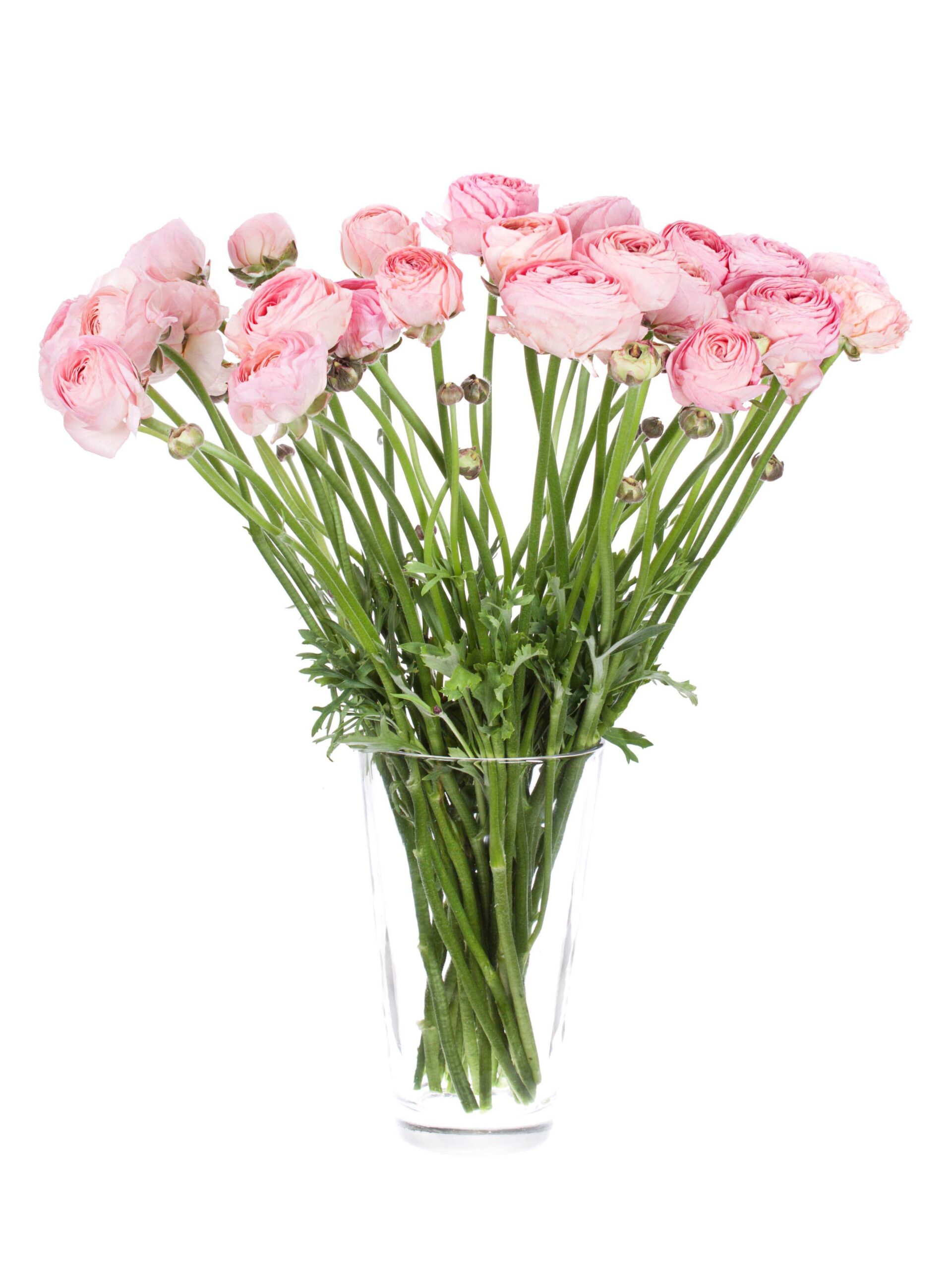 Ranunkeln XL Cloni Grand pastel rosa