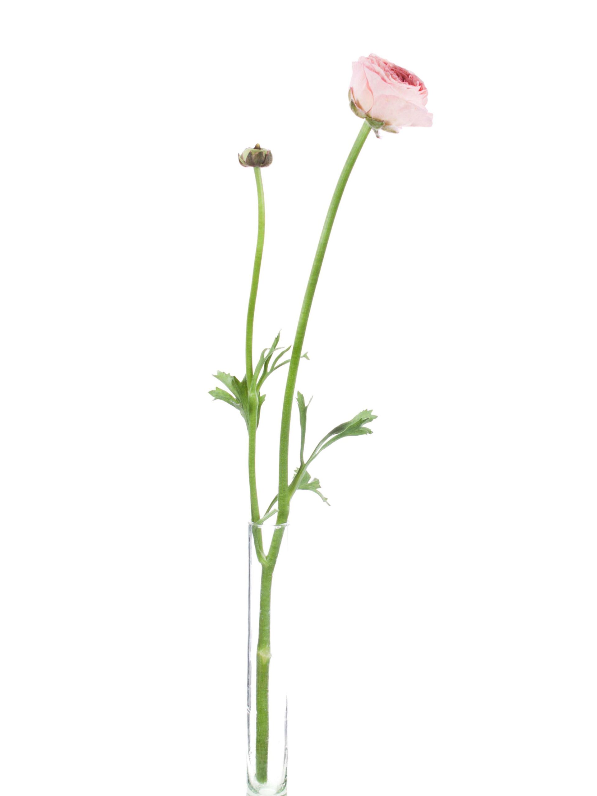 Ranunkeln XL Cloni Grand pastel rosa