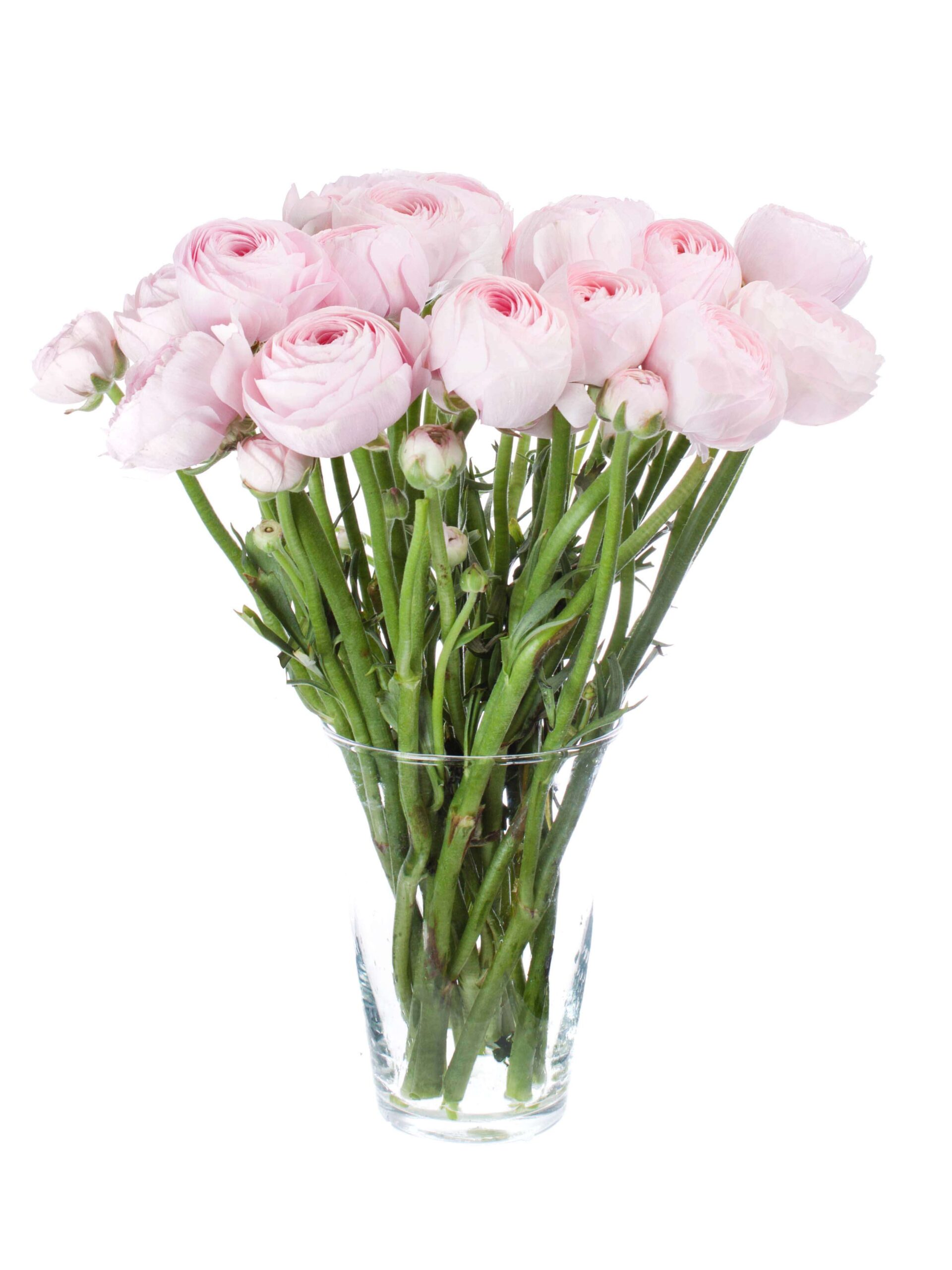 Ranunkeln XL Hanoi Pink rosa