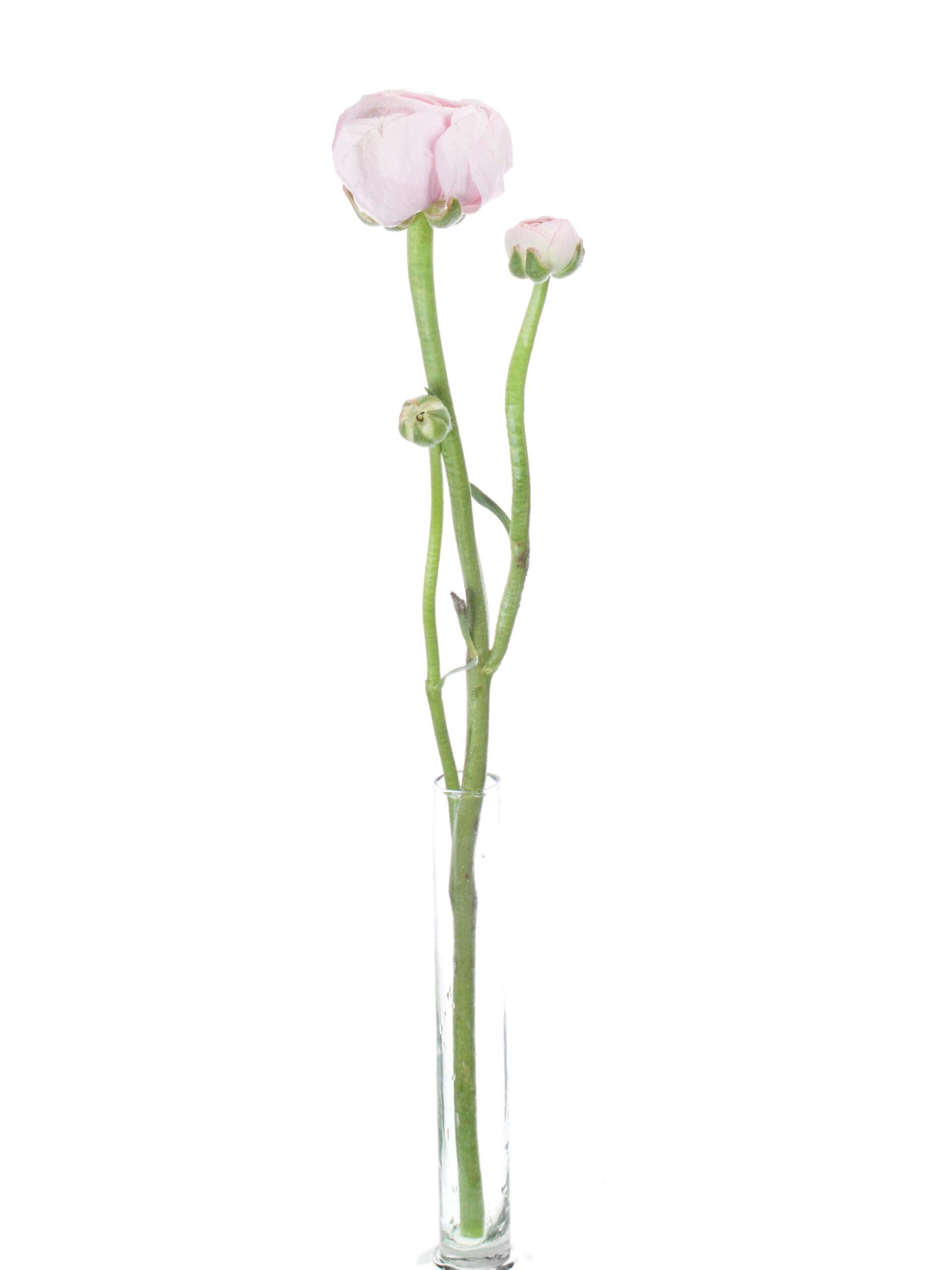 Ranunkeln XL Hanoi Pink rosa