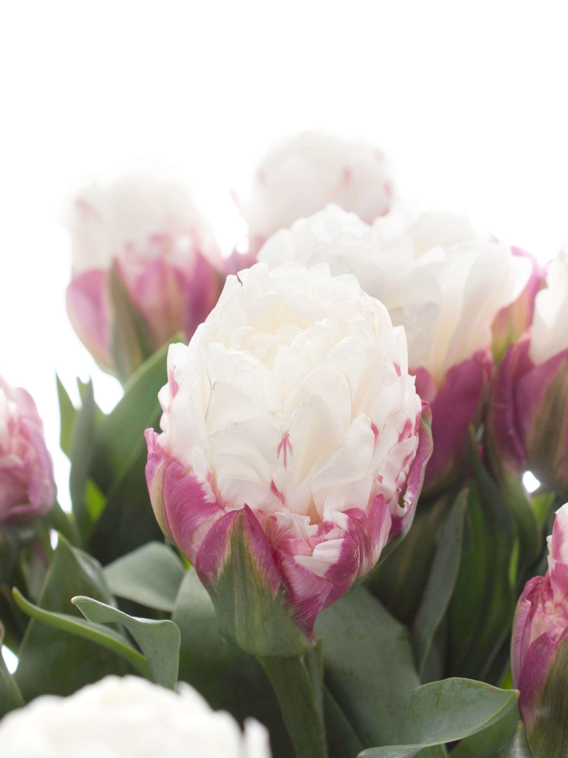 Tulpen gefüllt "Ice Cream" creme-pink