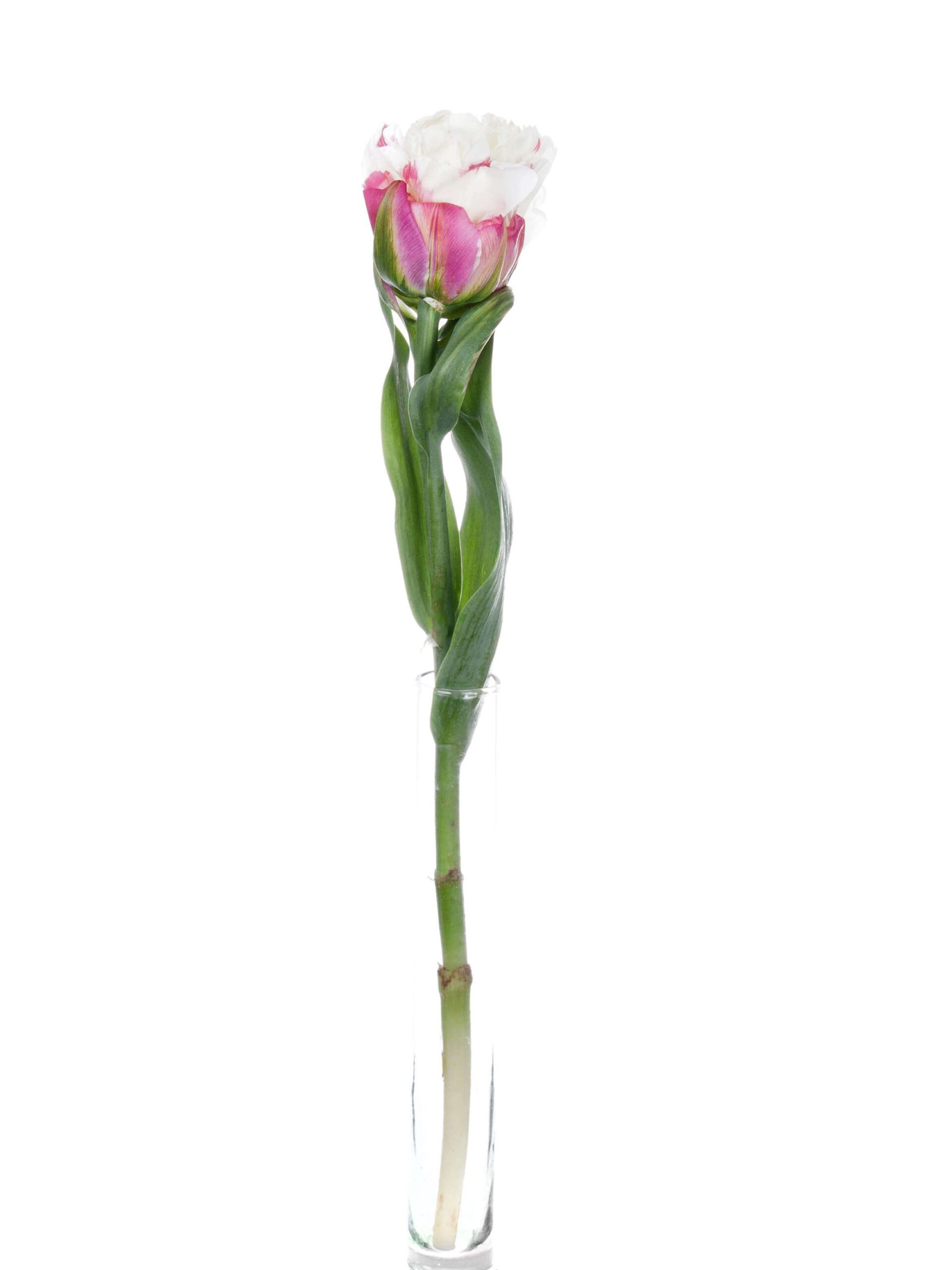 Tulpen Ice Cream creme-pink