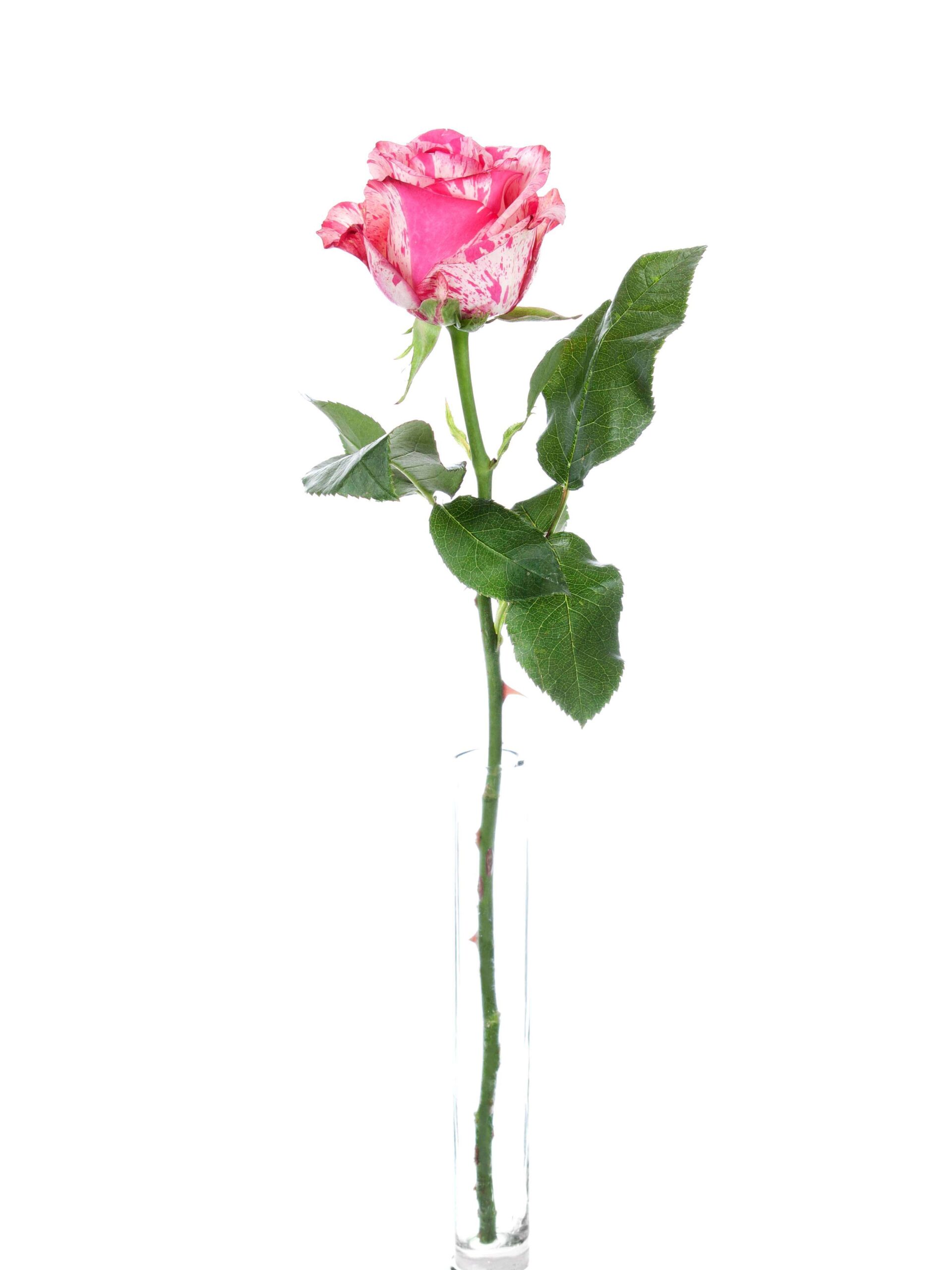 Rosen Baracuda pink-weiß