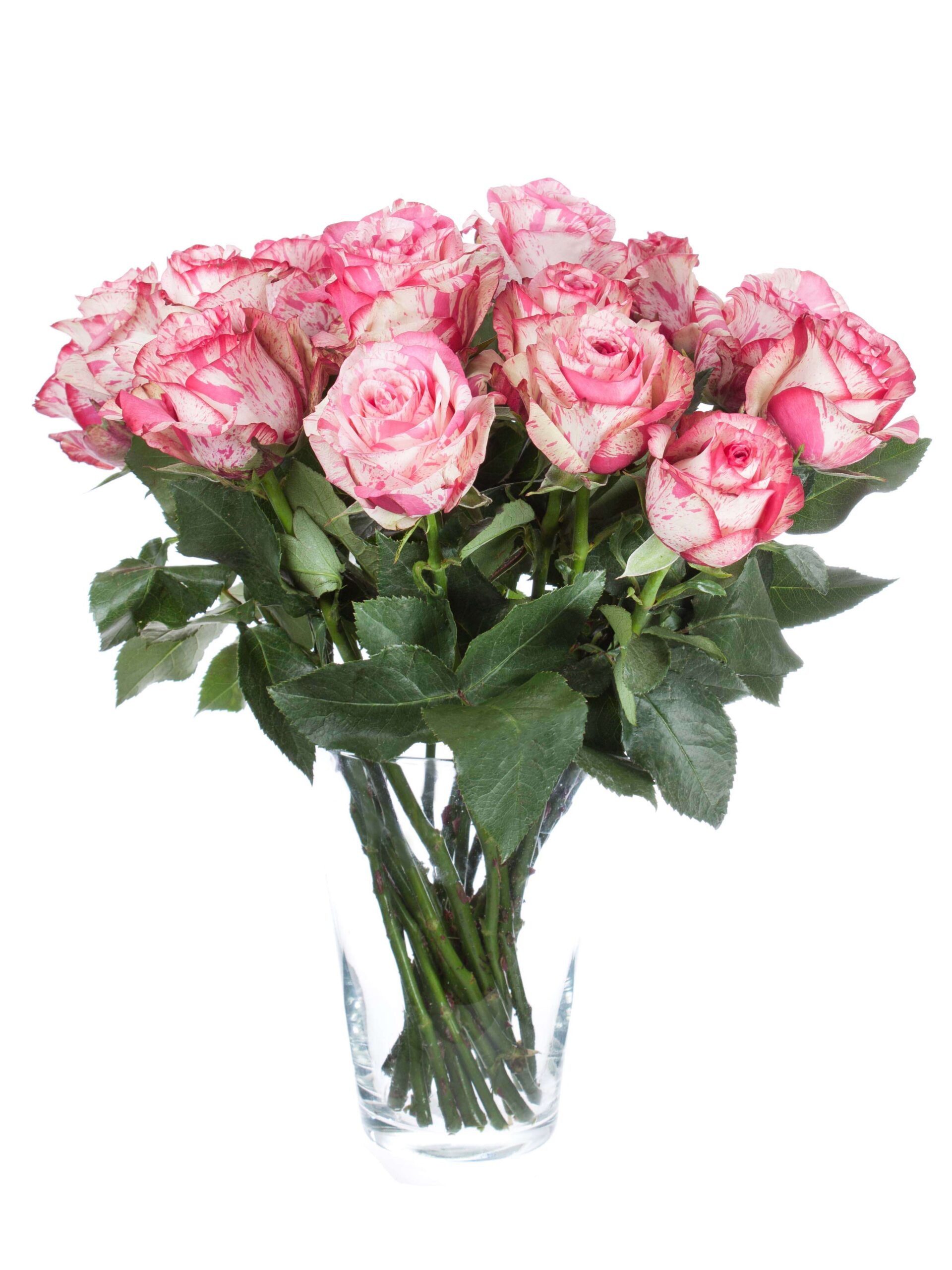 Rosen Baracuda pink-weiß