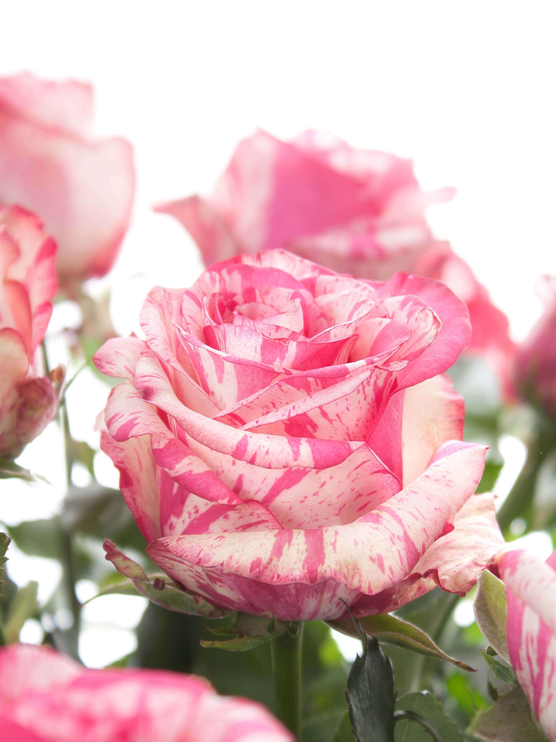 Rosen "Baracuda" pink-weiß
