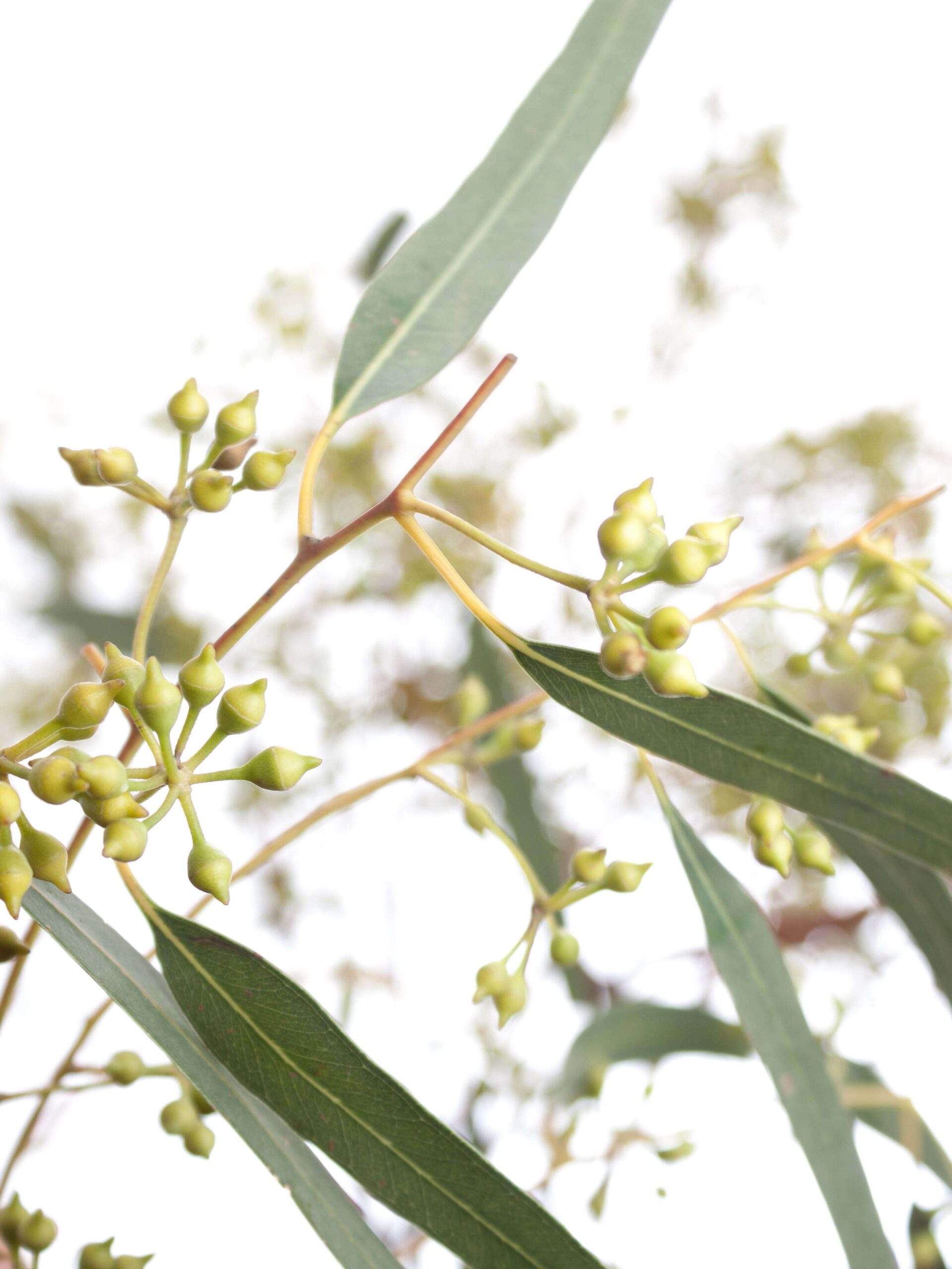 Eukalyptus Exotica mit Fruchtständen