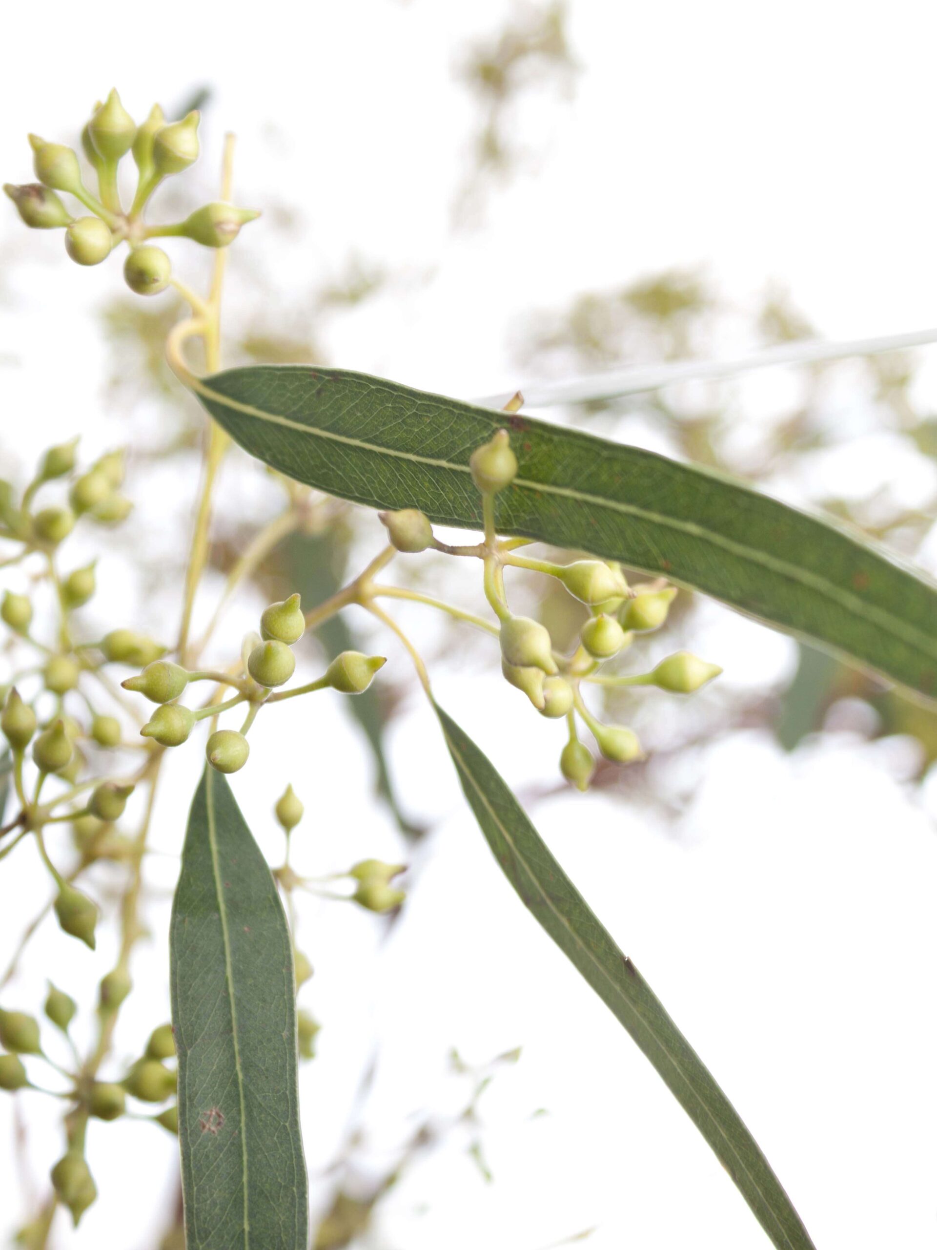 Eukalyptus Exotica mit Fruchtständen 2