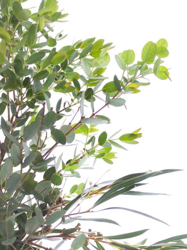 Eukalyptus Gemischt grün