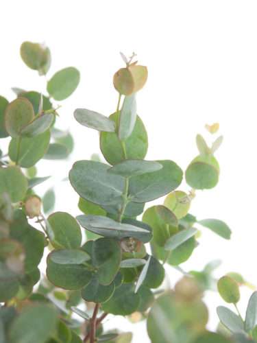 Eukalyptus Gunni grün