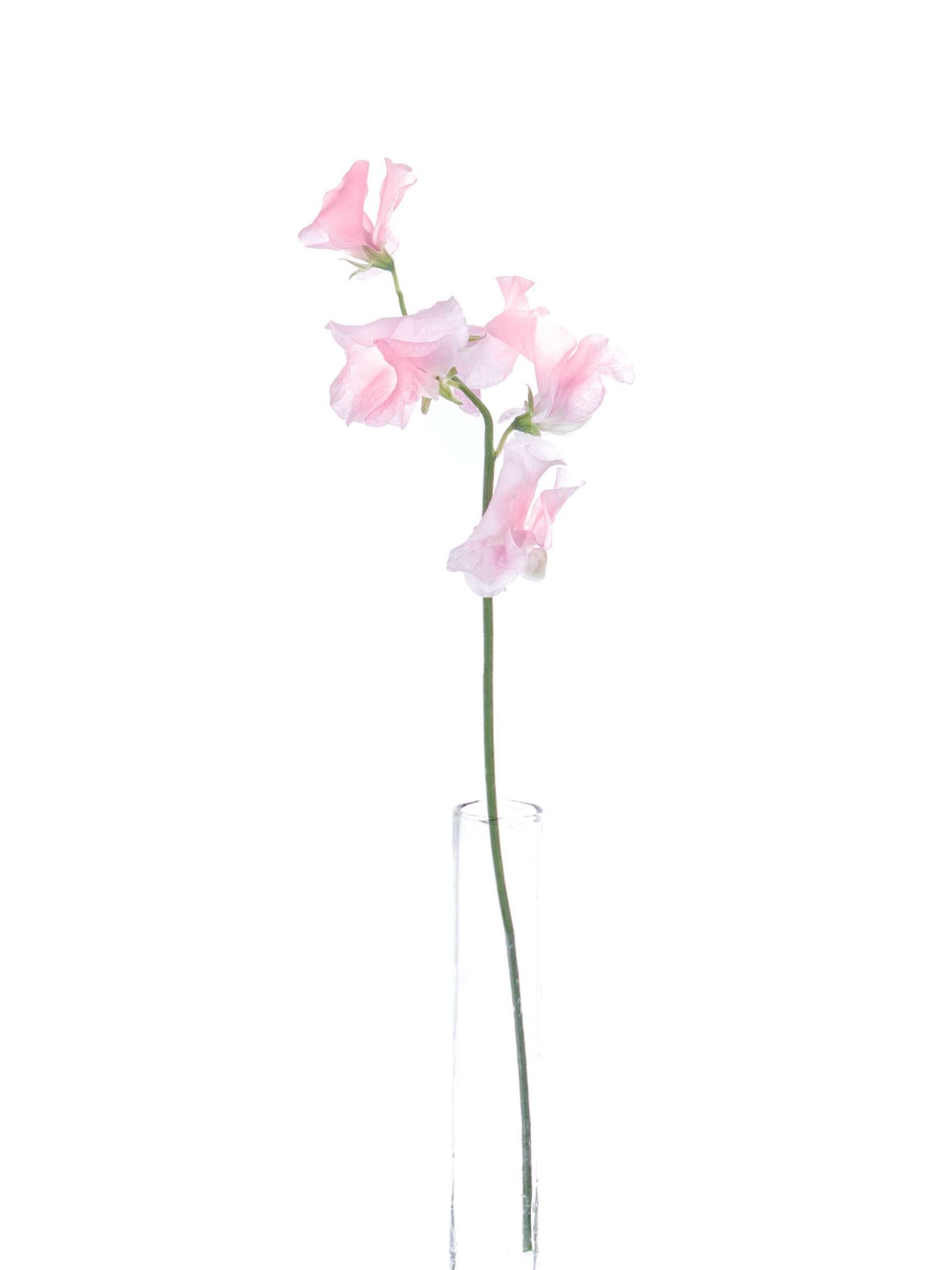 Wicken Suns rosa