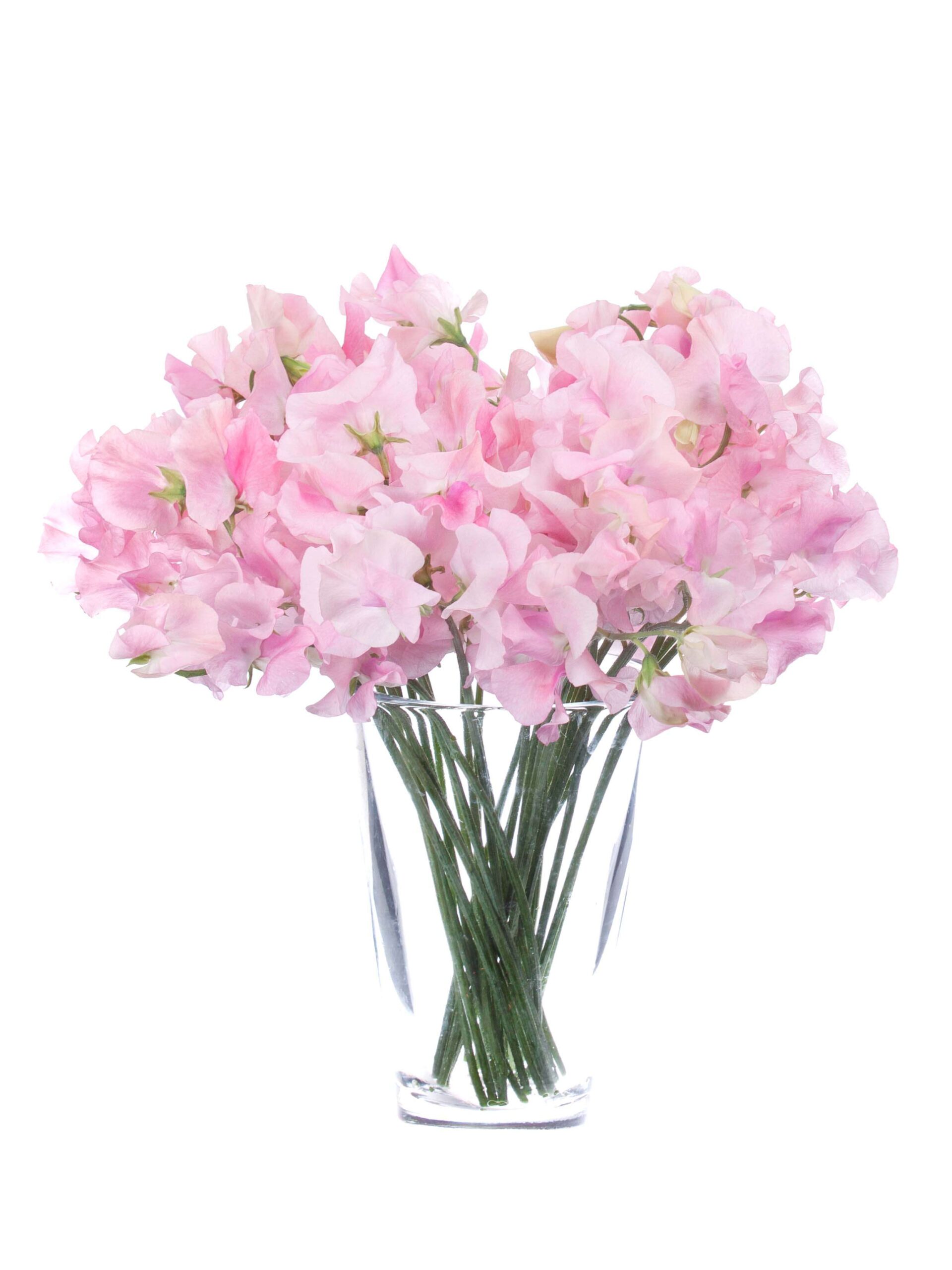 Wicken Suns rosa