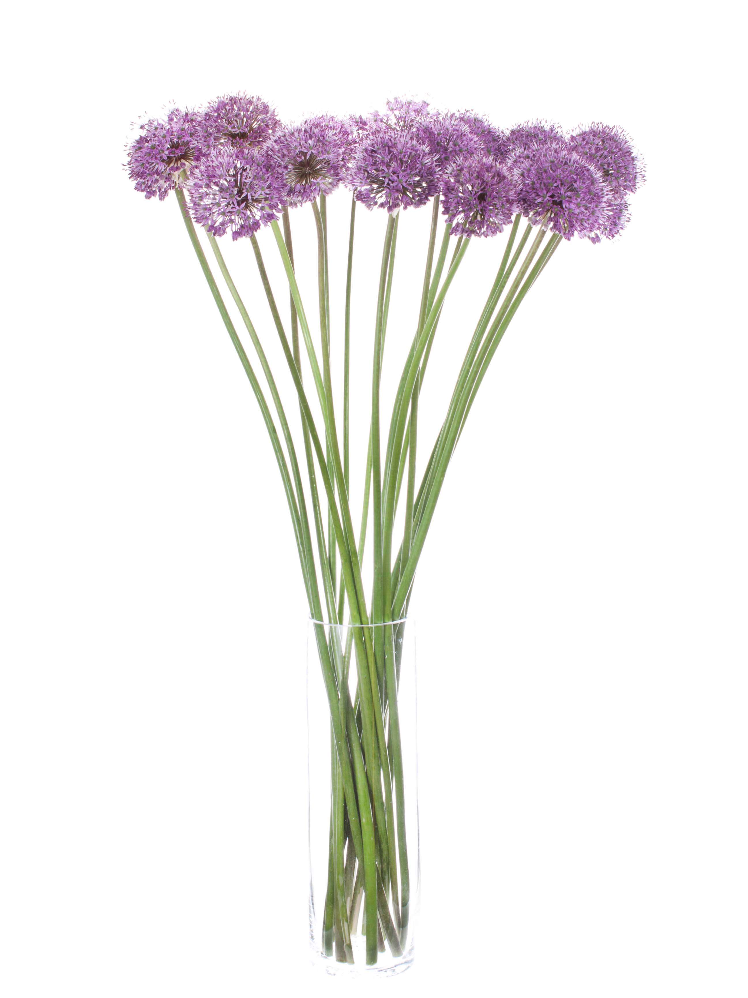 Allium Gladiator Lila Blumigo Allium Gladiator Lila Blumigo
