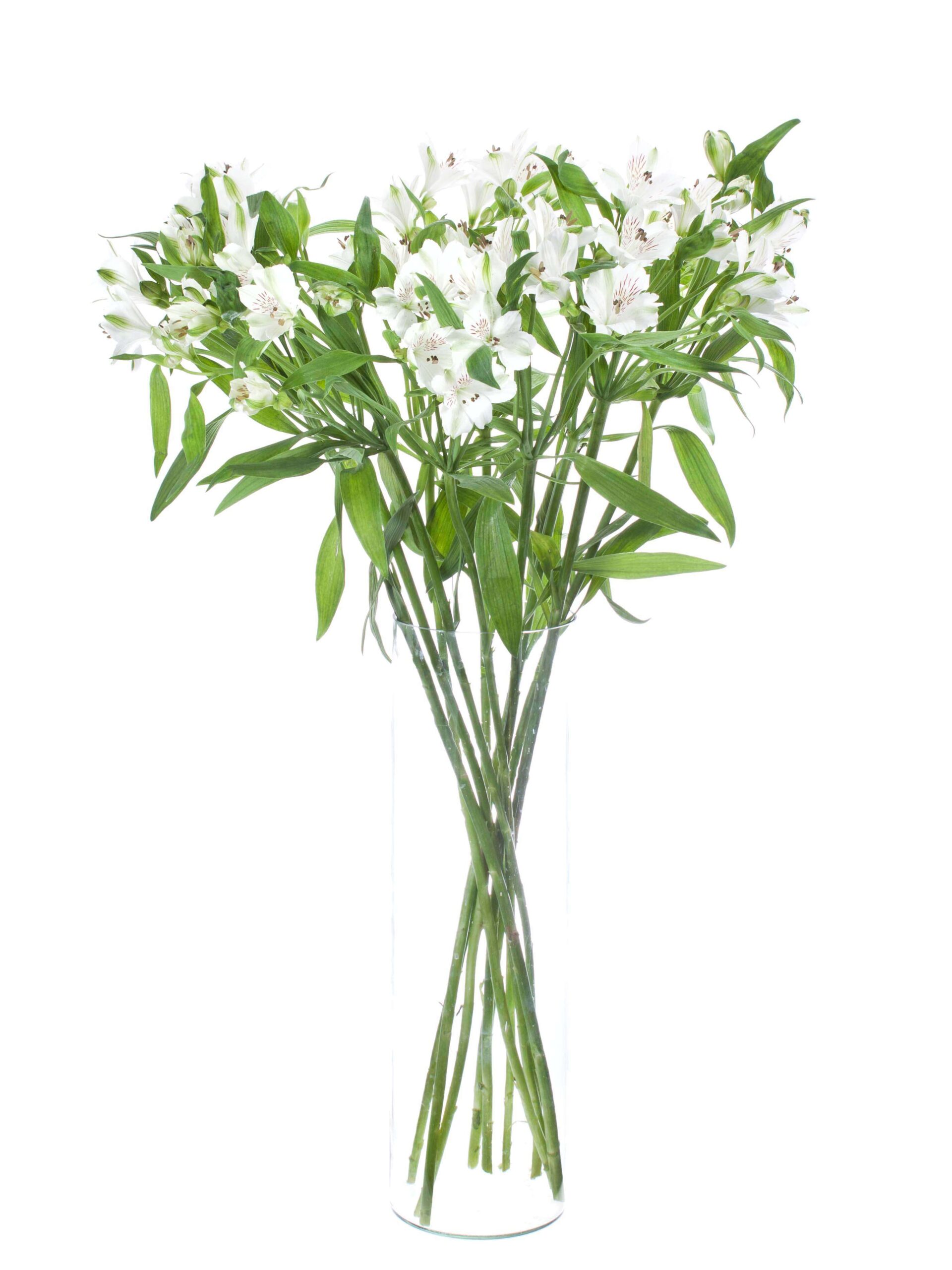 Alstromerien Virginia weiss