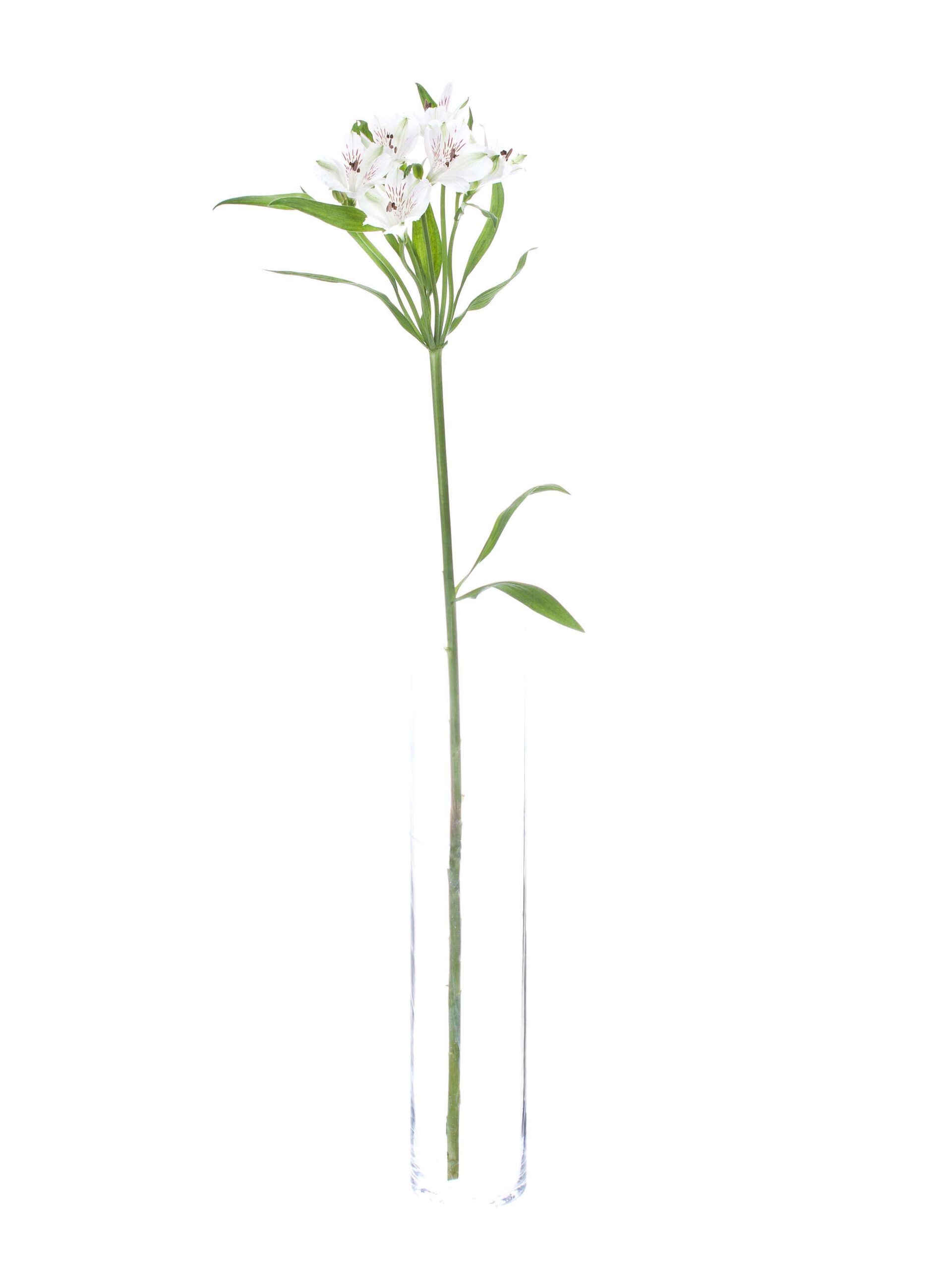 Alstromerien Virginia weiss