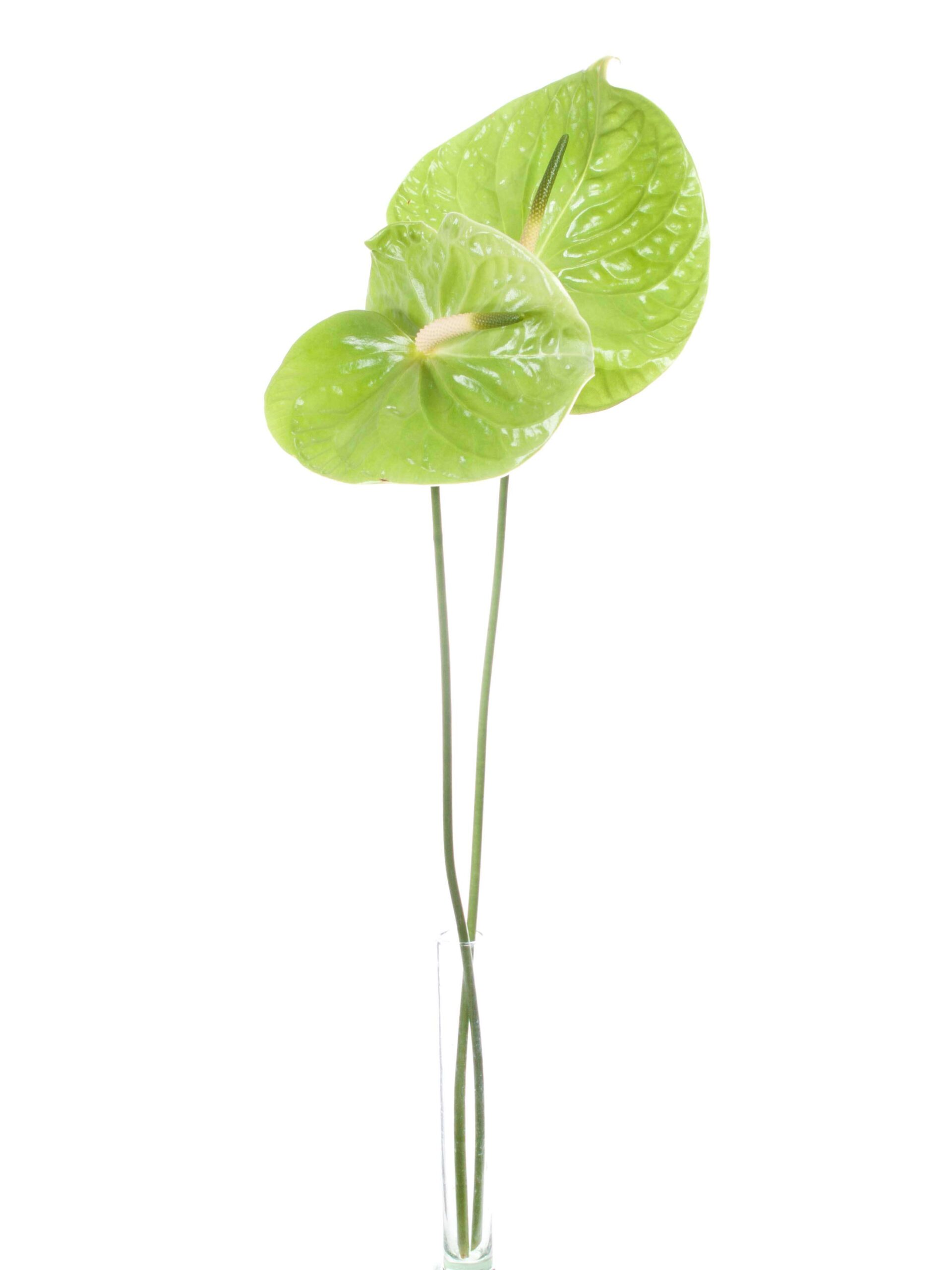 Anthurie Midori gruen