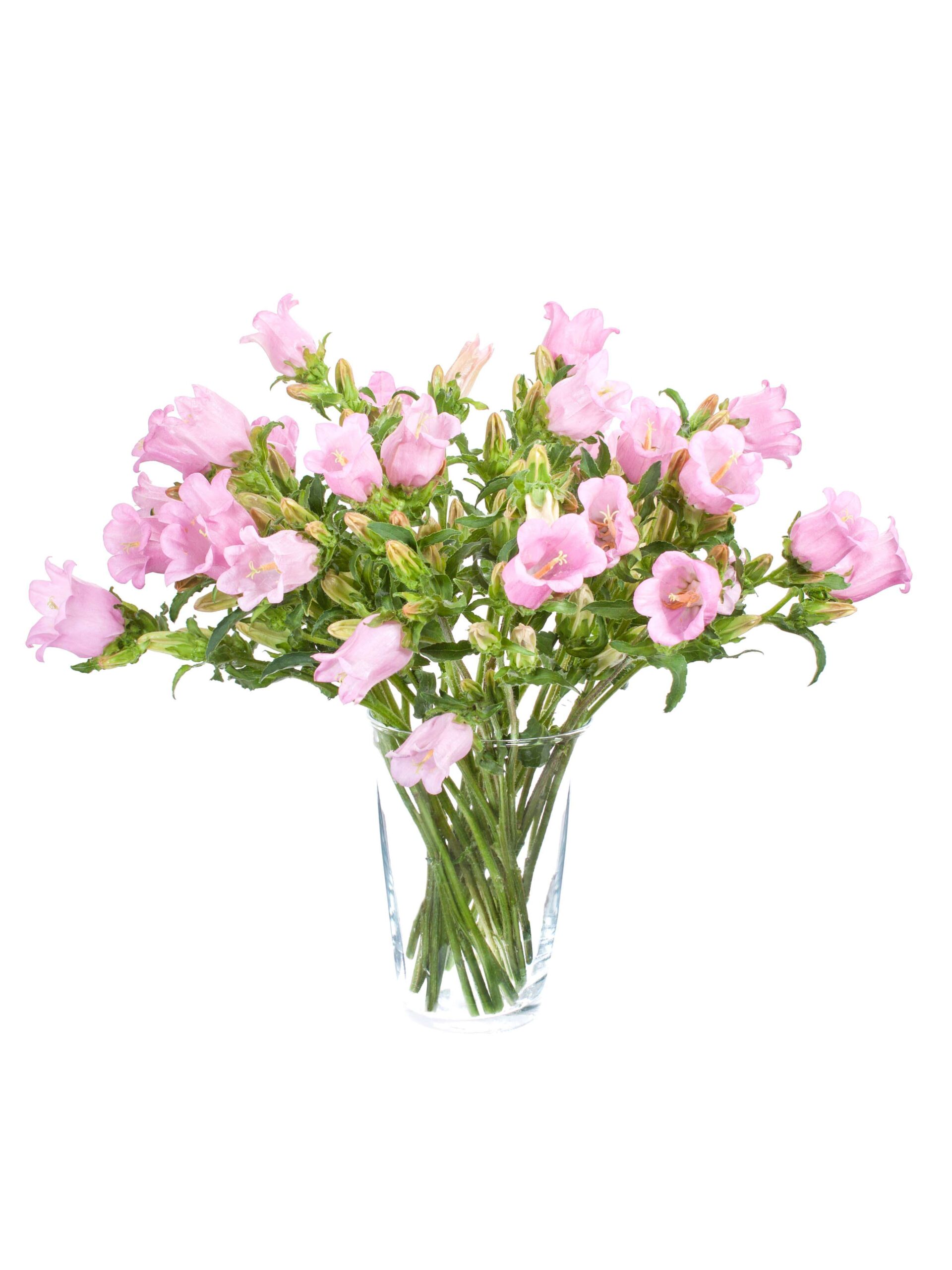 Campanula Champion pink rosa