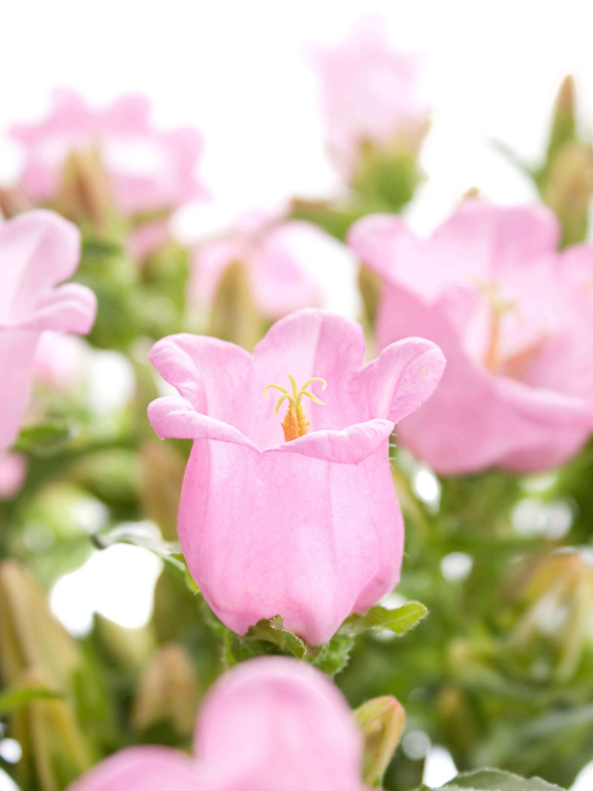 Campanula - Glockenblume "Champion Pink" rosa