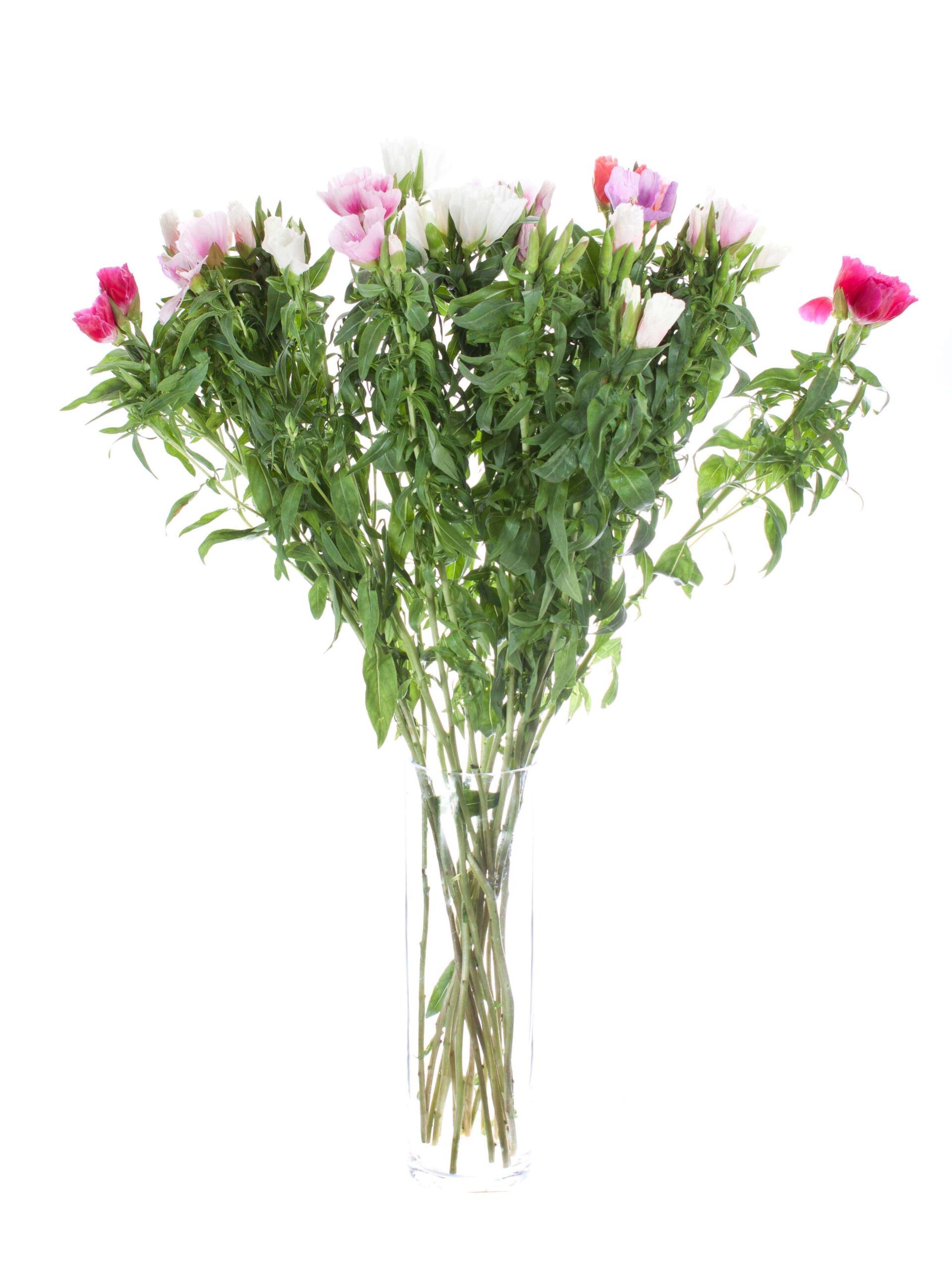 Clarkia (Sommerazalee) (1)