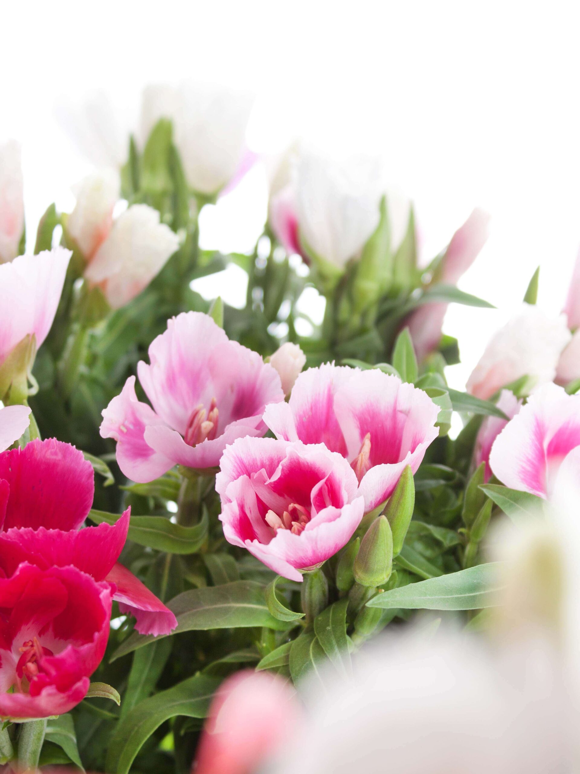 Clarkia - Sommerazalee "Bunte Mischung"