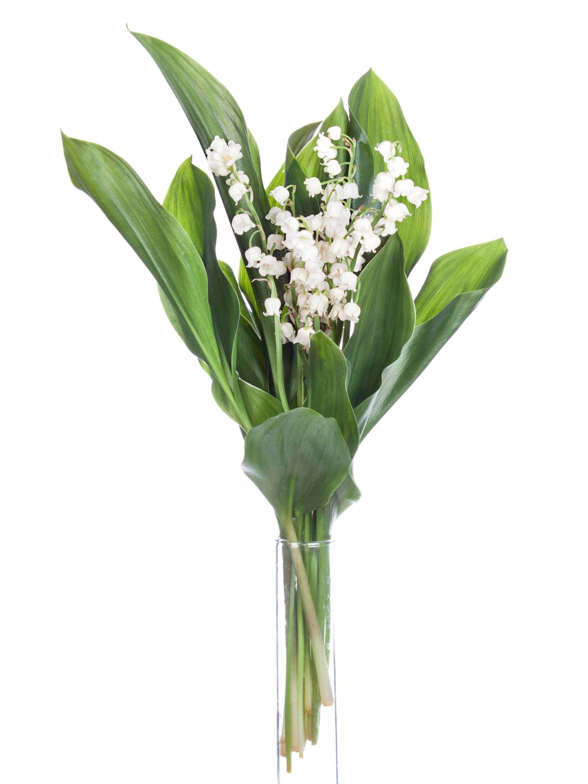 Convallaria - Maiglöckchen weiss (3)