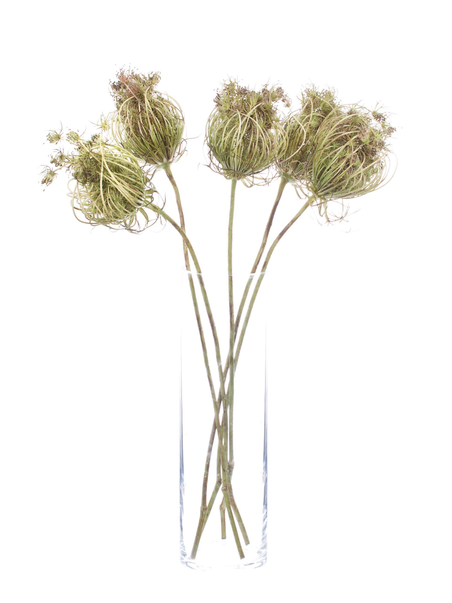 Dill Saatkapseln