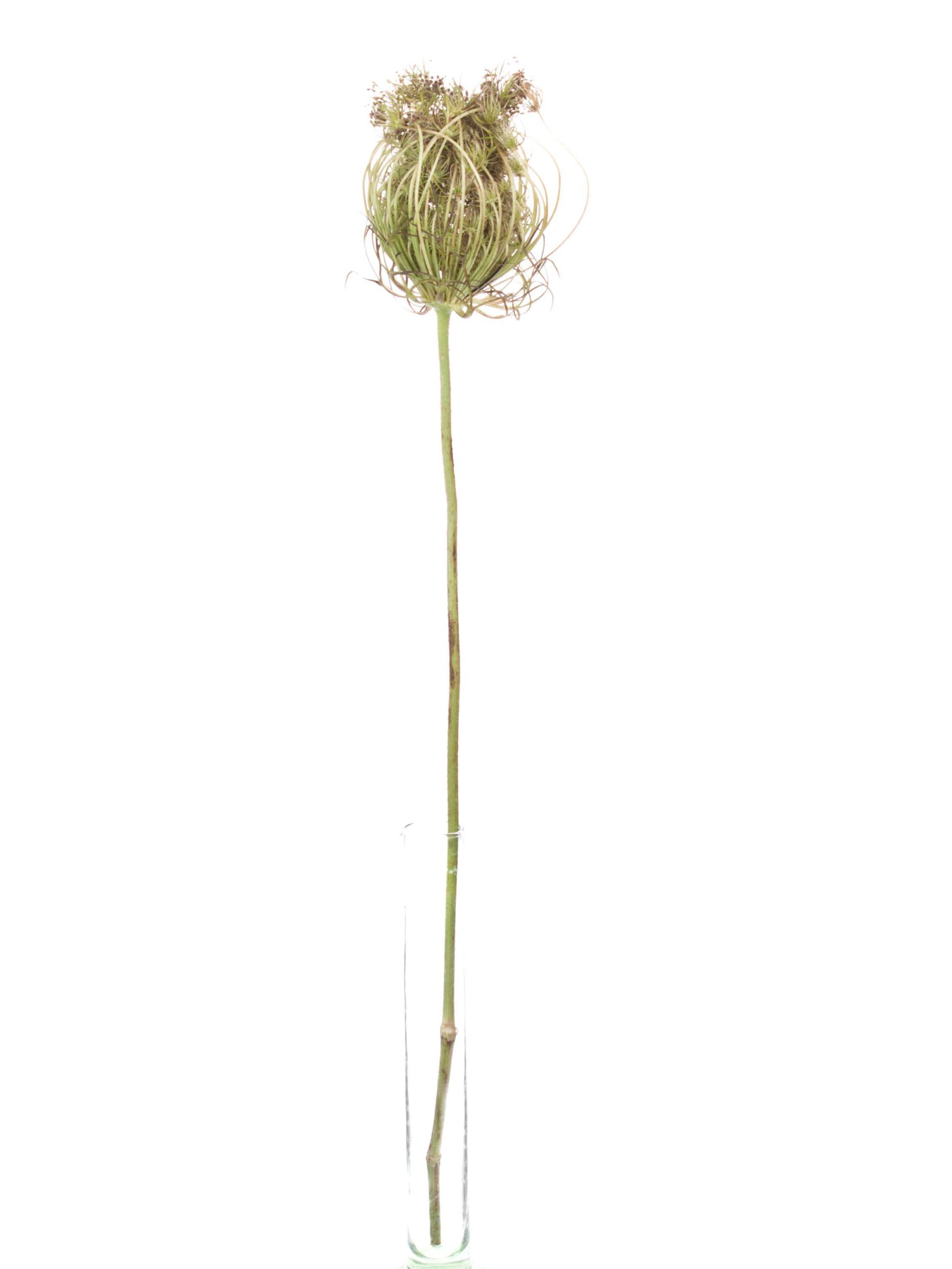 Dill Saatkapseln
