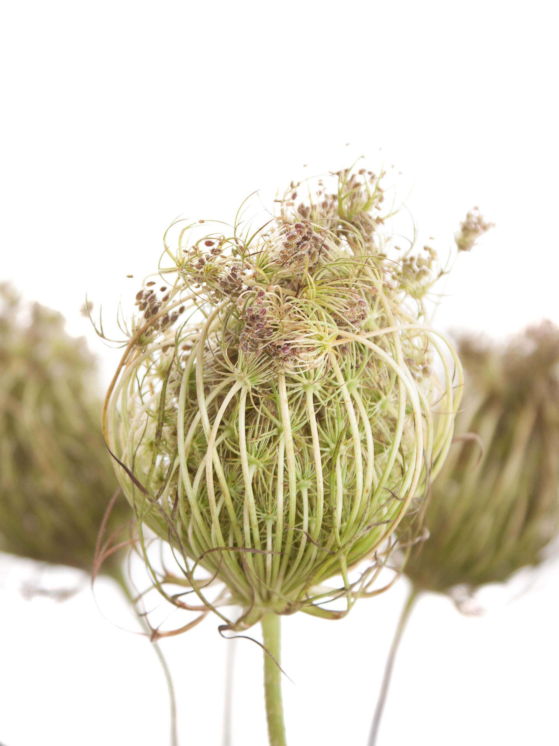 Dill Saatkapseln