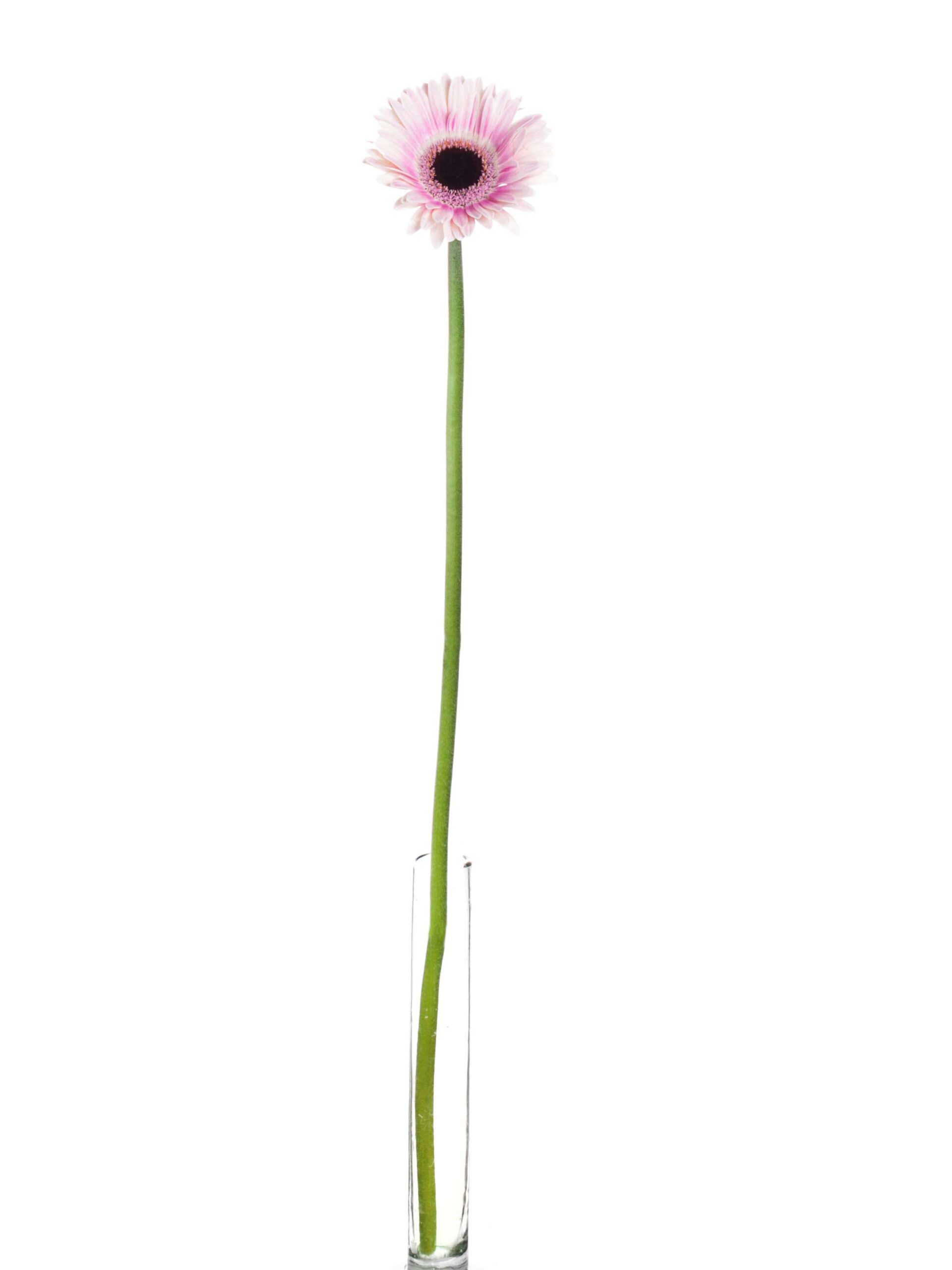 Gerbera mini Lexus rosa-weiss