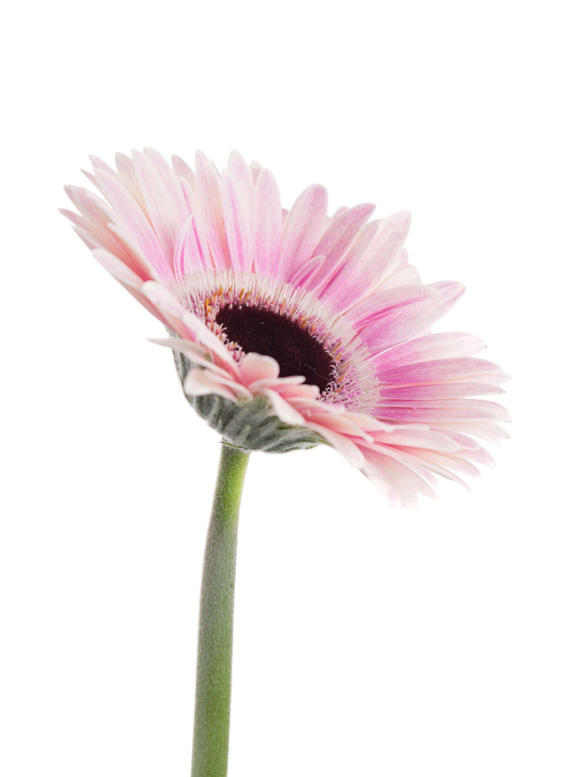Gerbera mini Lexus rosa-weiss
