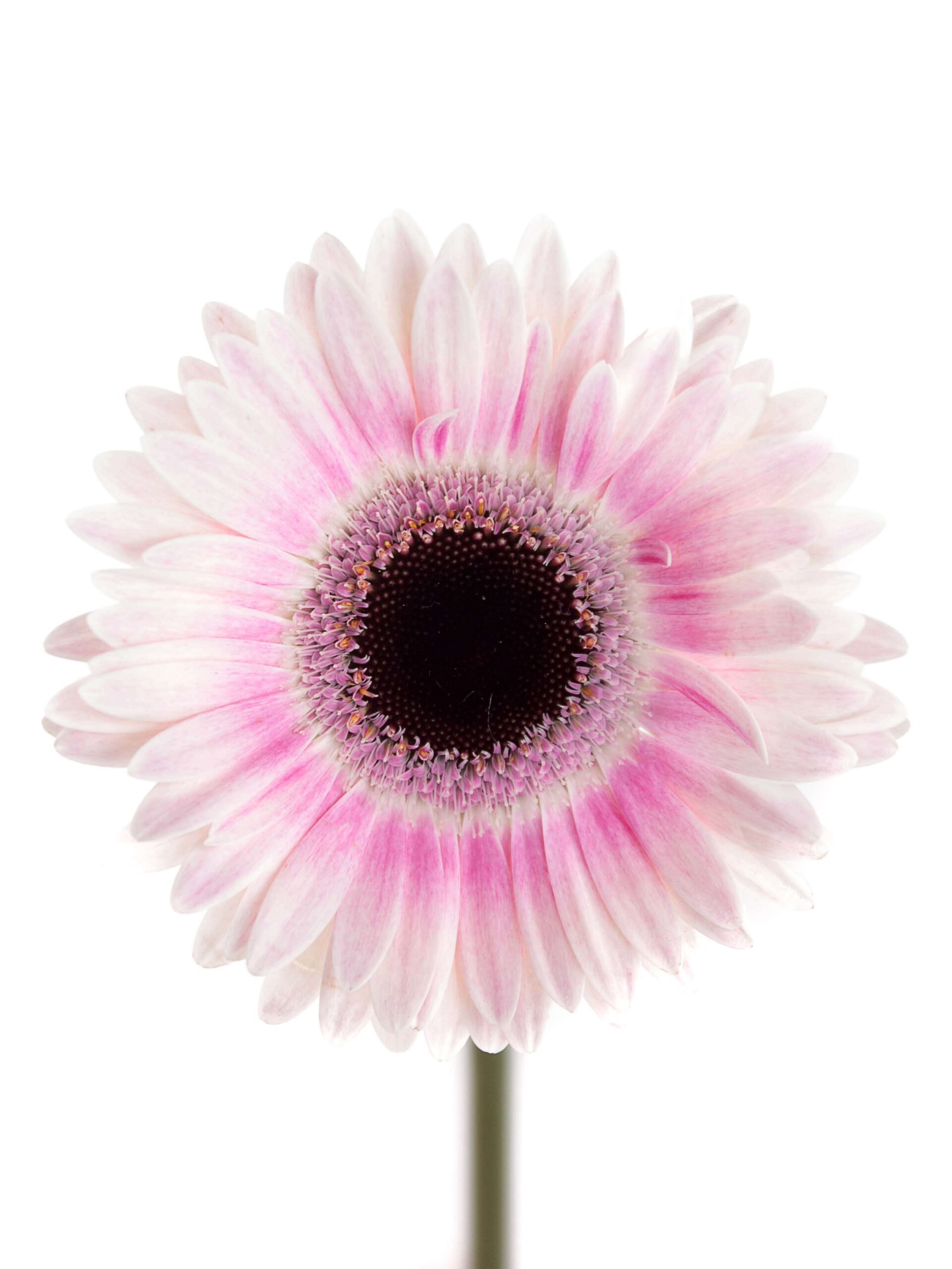 Gerbera mini "Lexus" pink-weiß