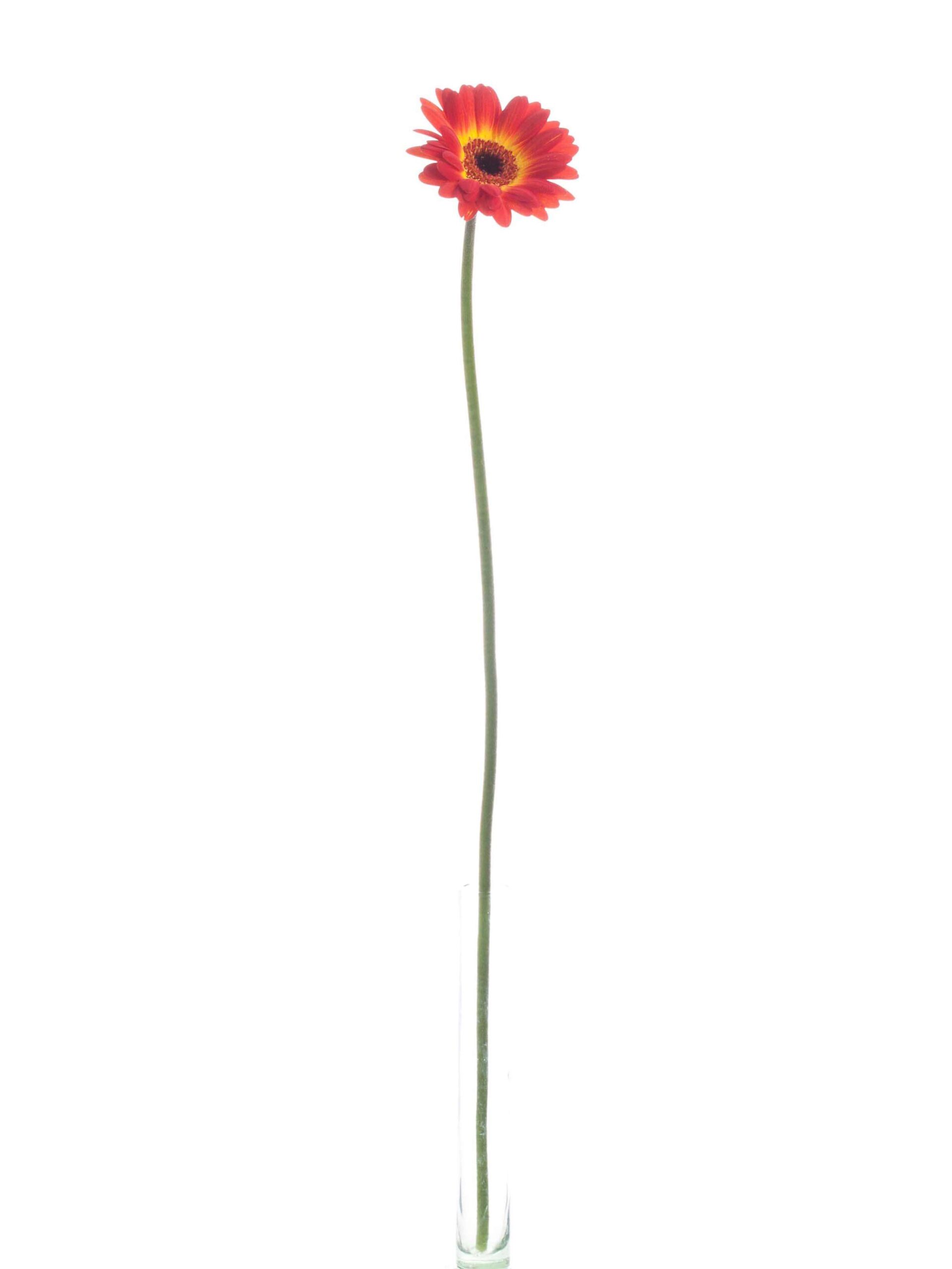 Gerbera mini Wet Paint rot-gelb