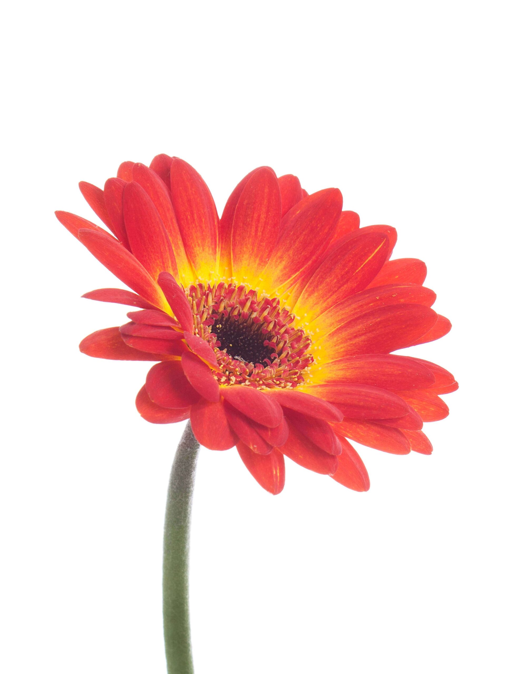 Gerbera mini Wet Paint rot-gelb
