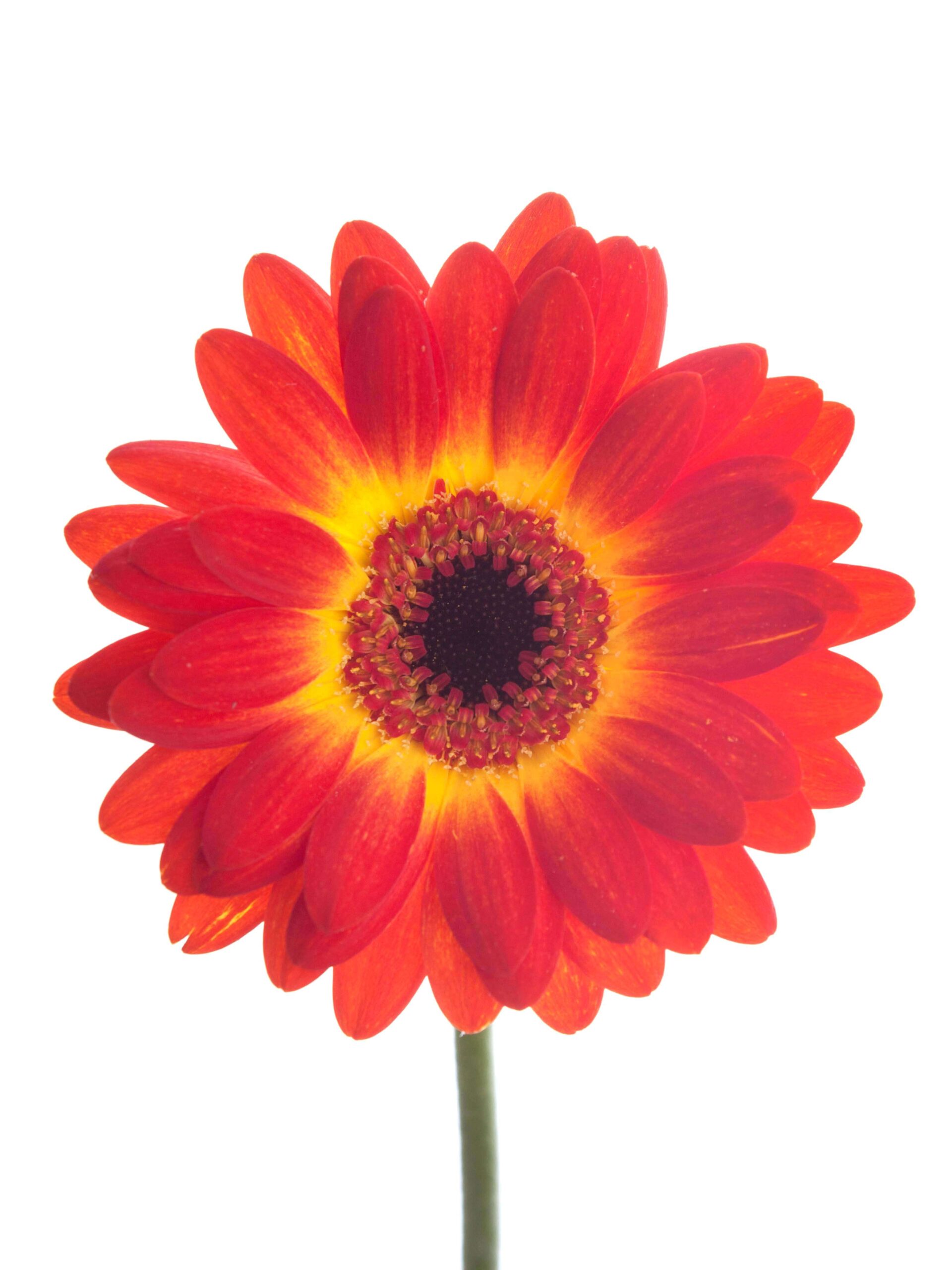 Gerbera mini "Wet Paint" rot-gelb