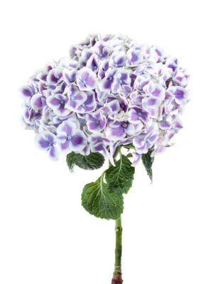 Hortensie 