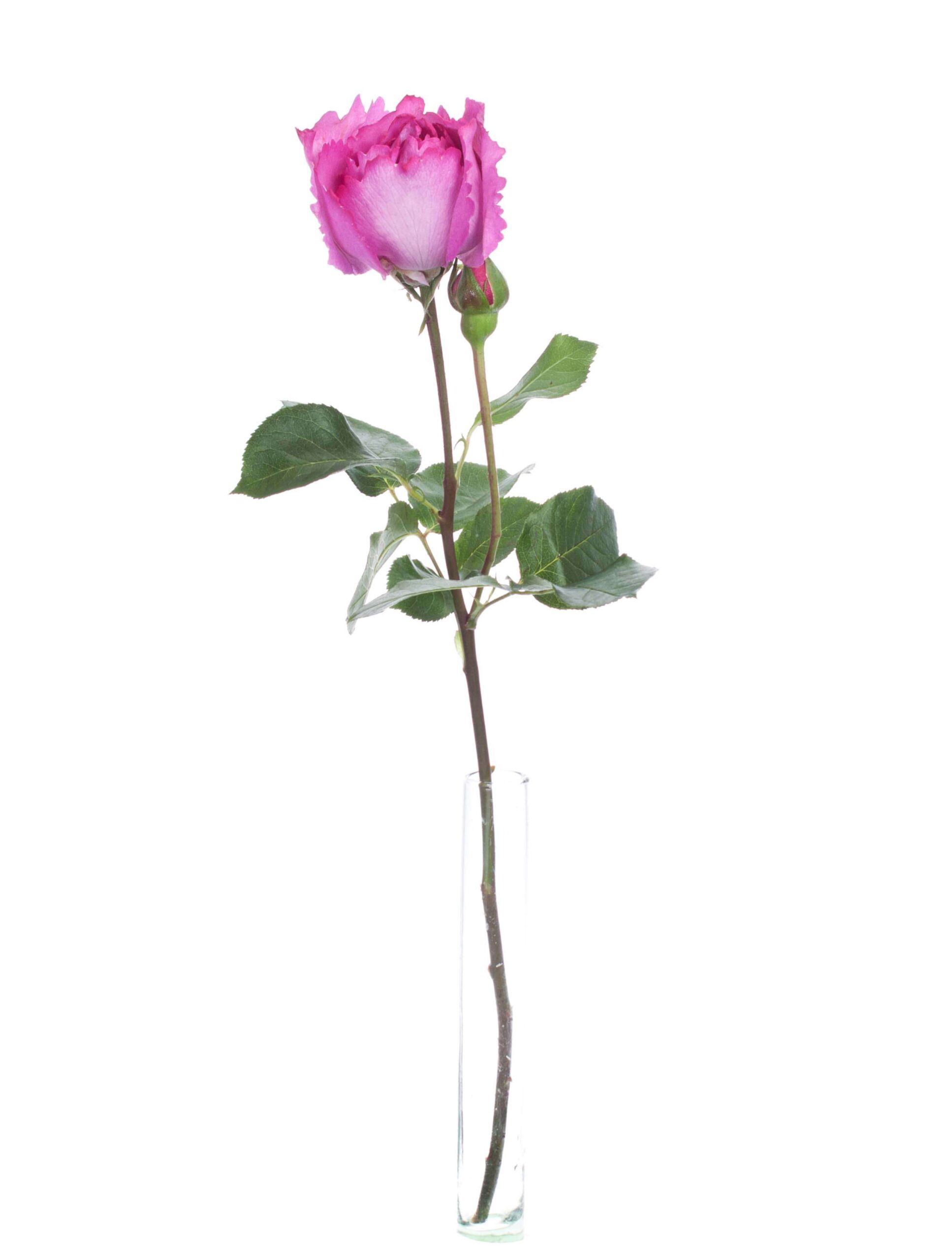 Rosen Ives Piaget (Duftrosen)