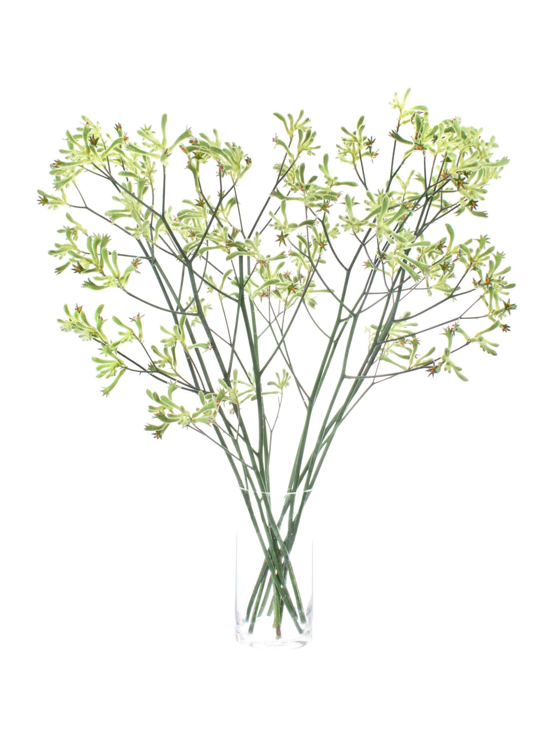 Kaengurupfote - Anigozanthos gruen