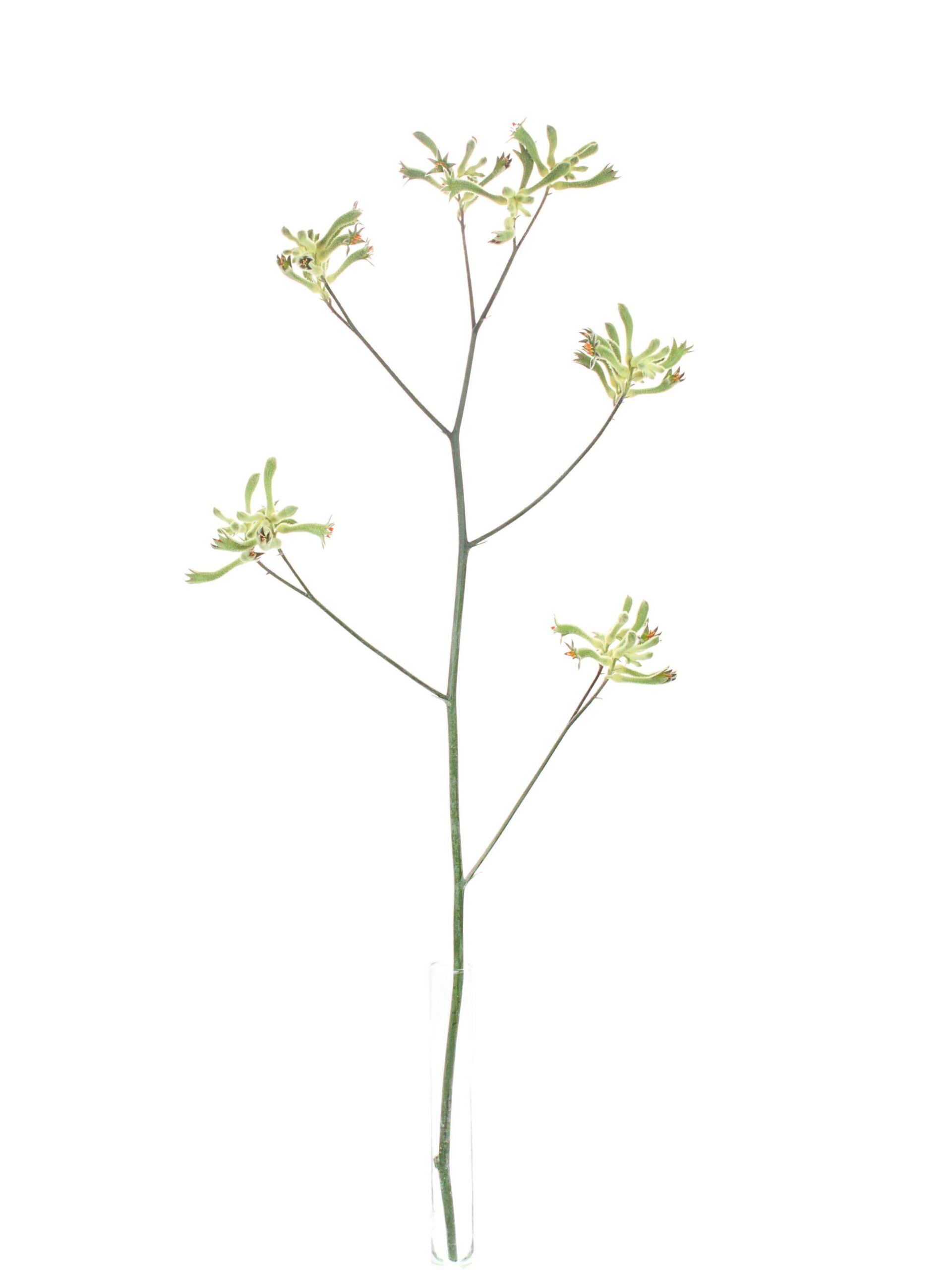 Kaengurupfote - Anigozanthos gruen