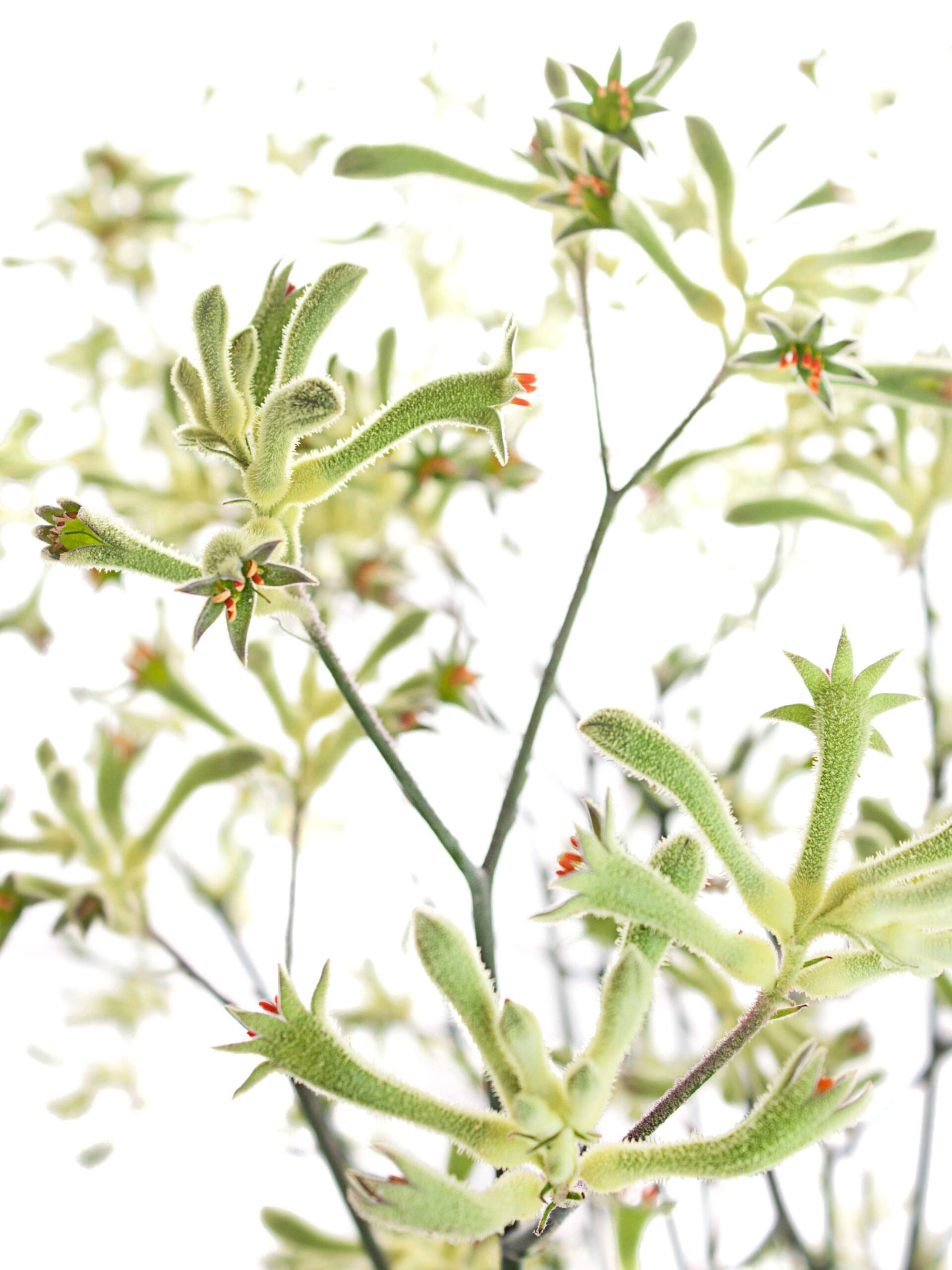 Die Kängurupfote - Anigozanthos grün blüht im November und Dezember Kängurupfote Anigozanthos grün