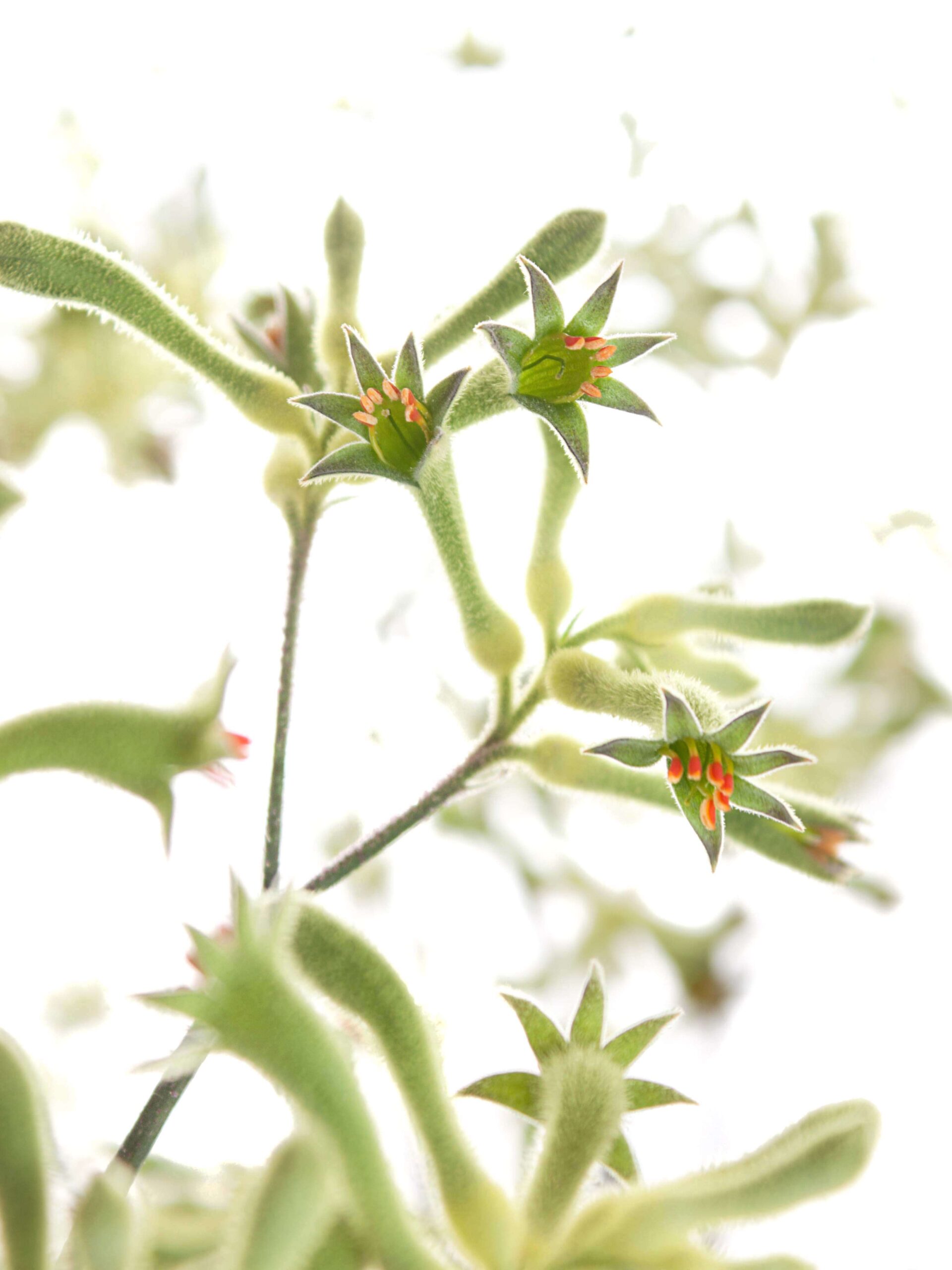 Kängurupfote - Anigozanthos grün