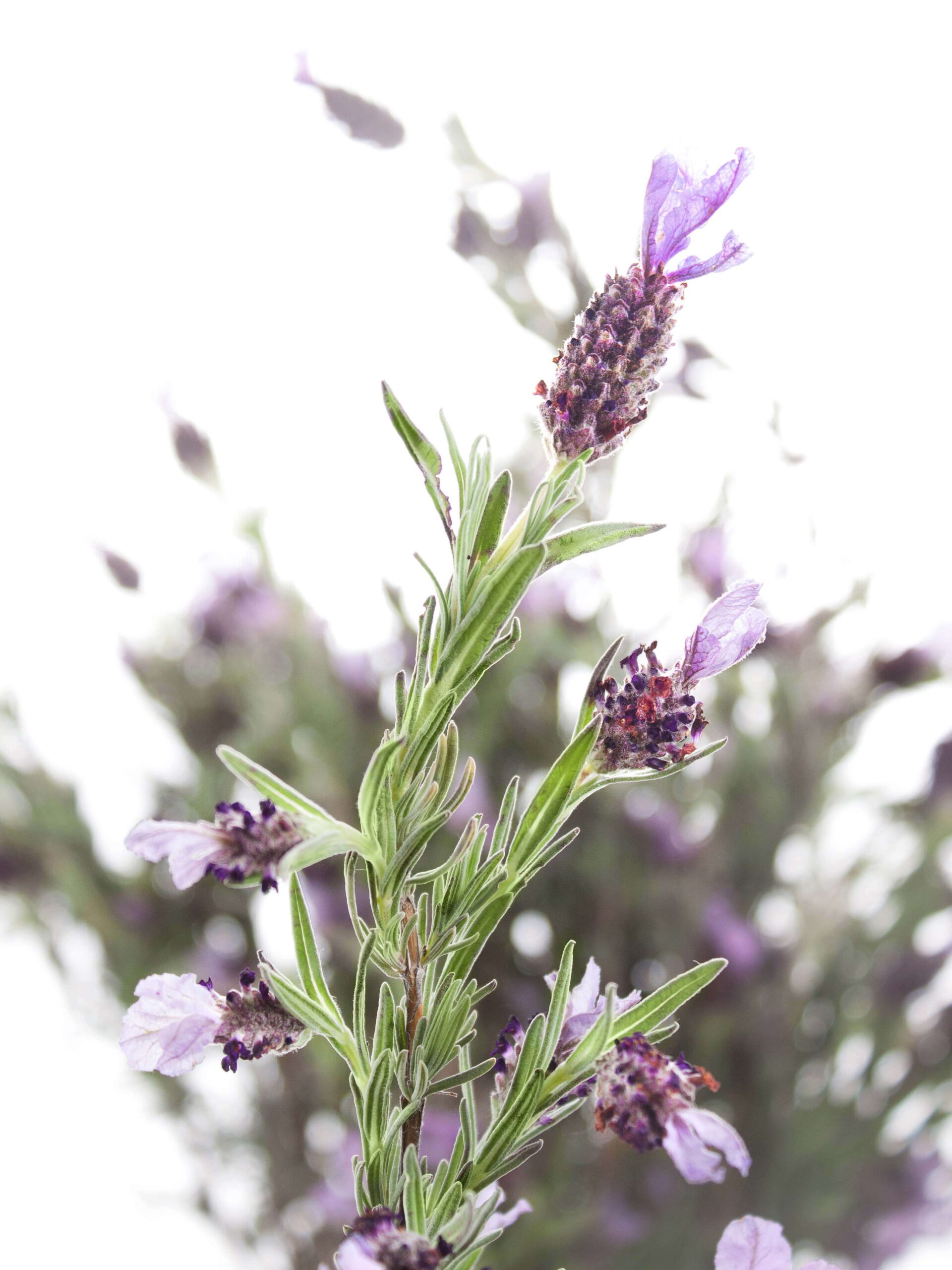 Lavendel "Stoechas" - Schopf-Lavendel violett