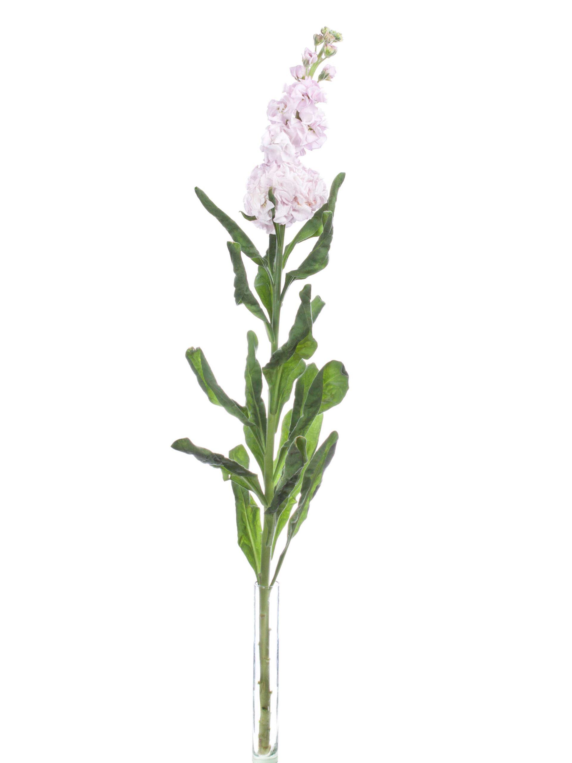Levkojen XL rosa