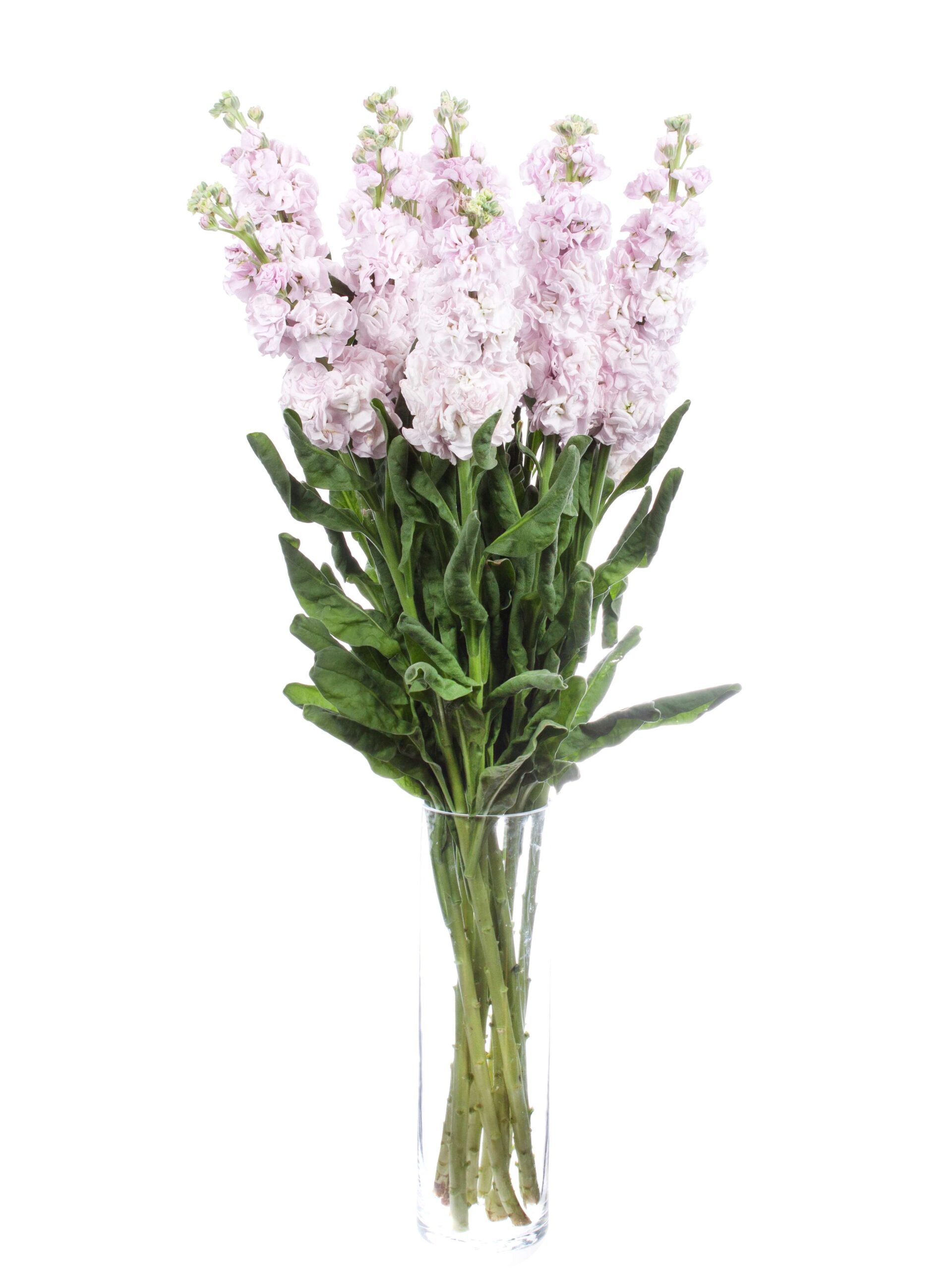 Levkojen XL rosa