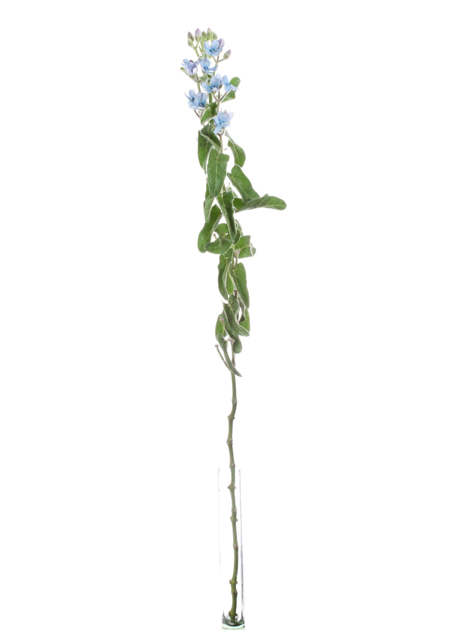 Oxypetalum blau (1)