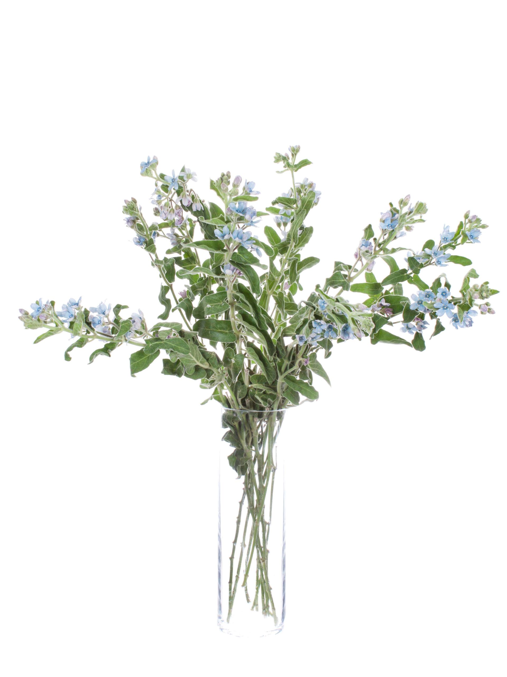 Oxypetalum blau (2)
