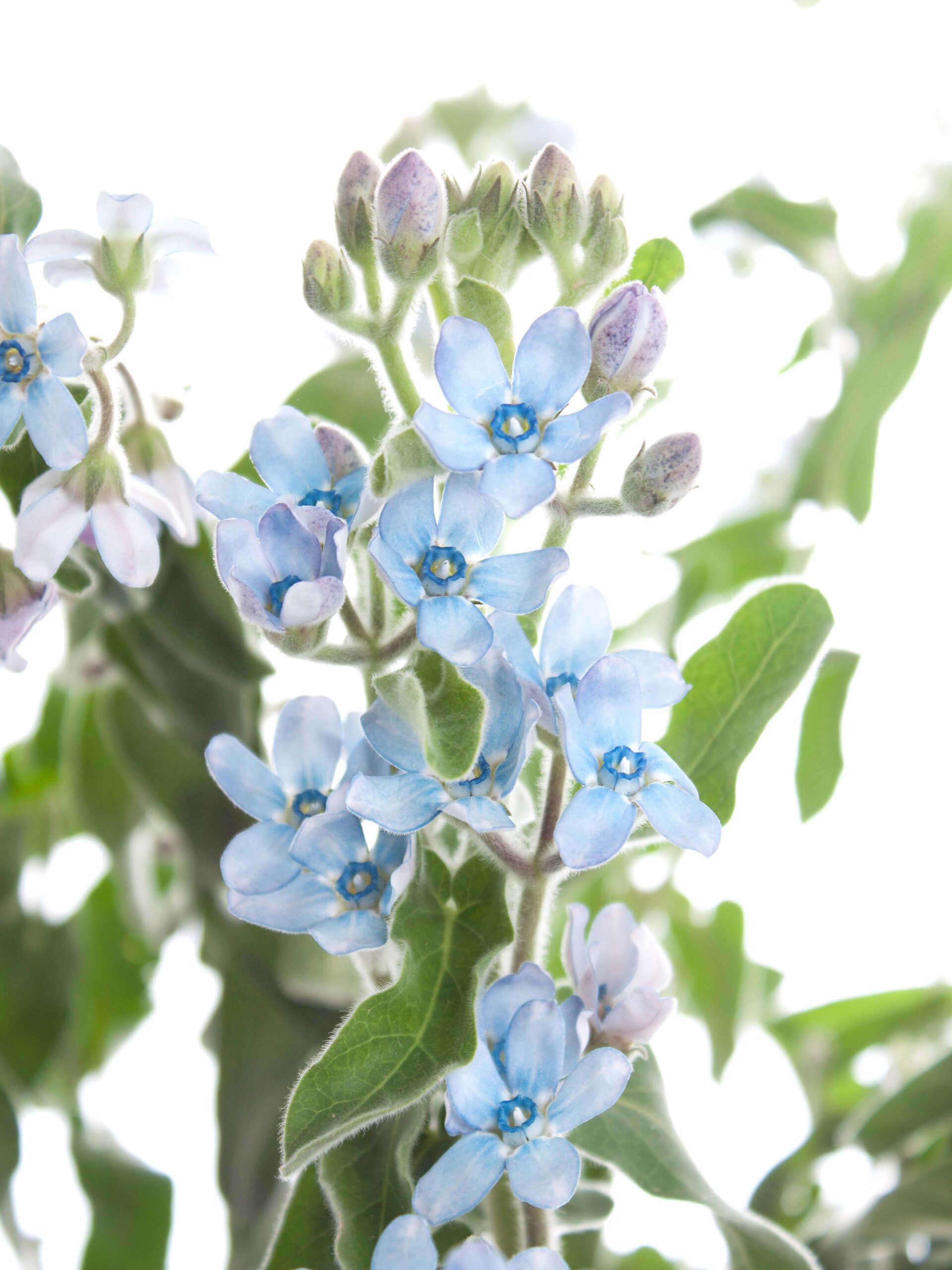 Oxypetalum blau (3)