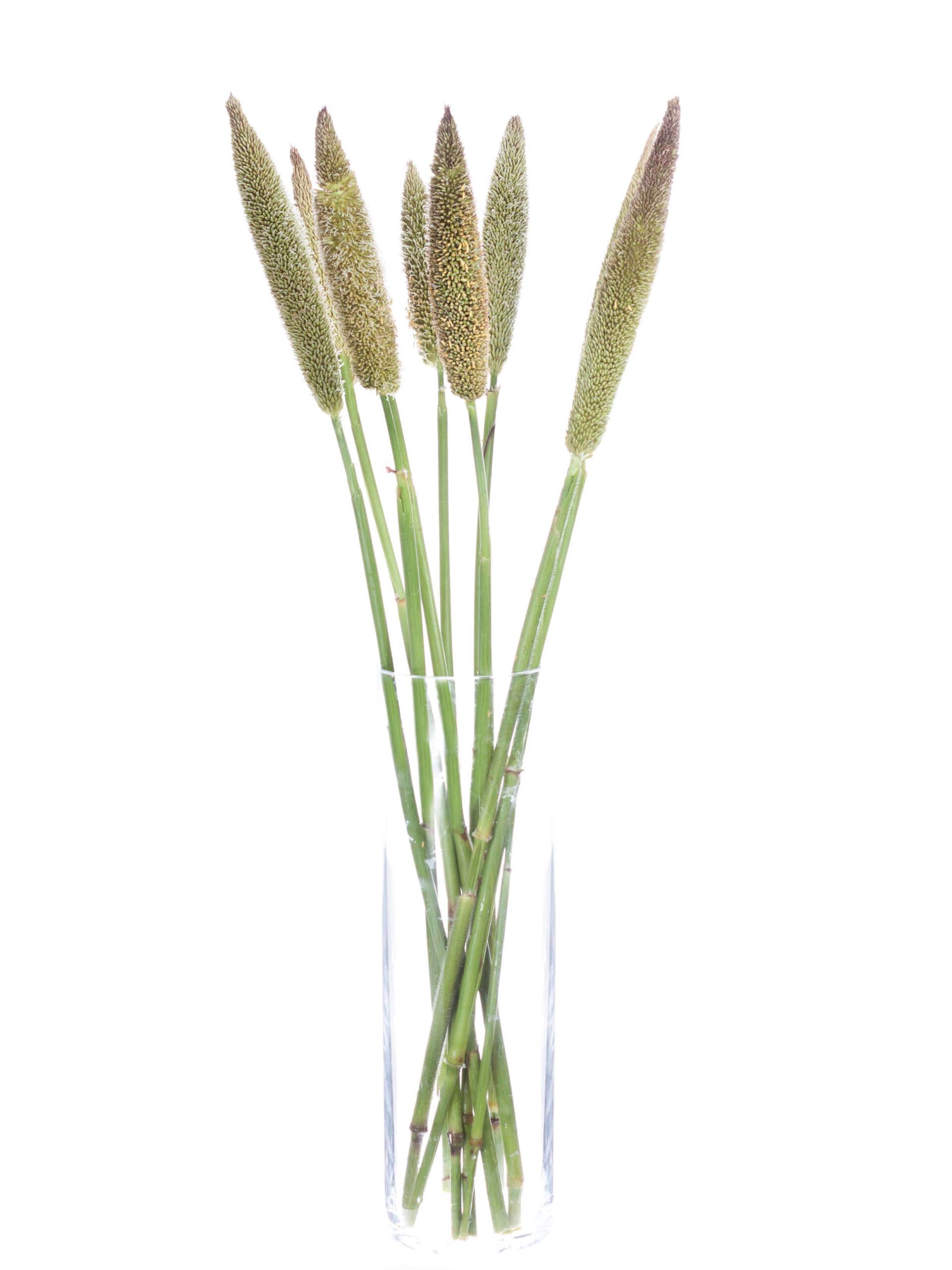 Pennisetum -Lampenputzergräser (1)